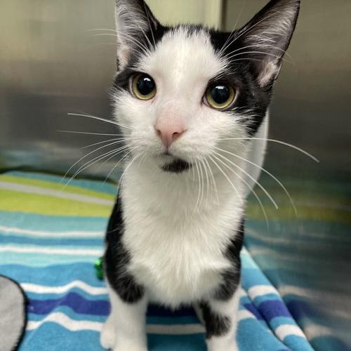 Frank, Adoptable, Young Male Domestic Short Hair.