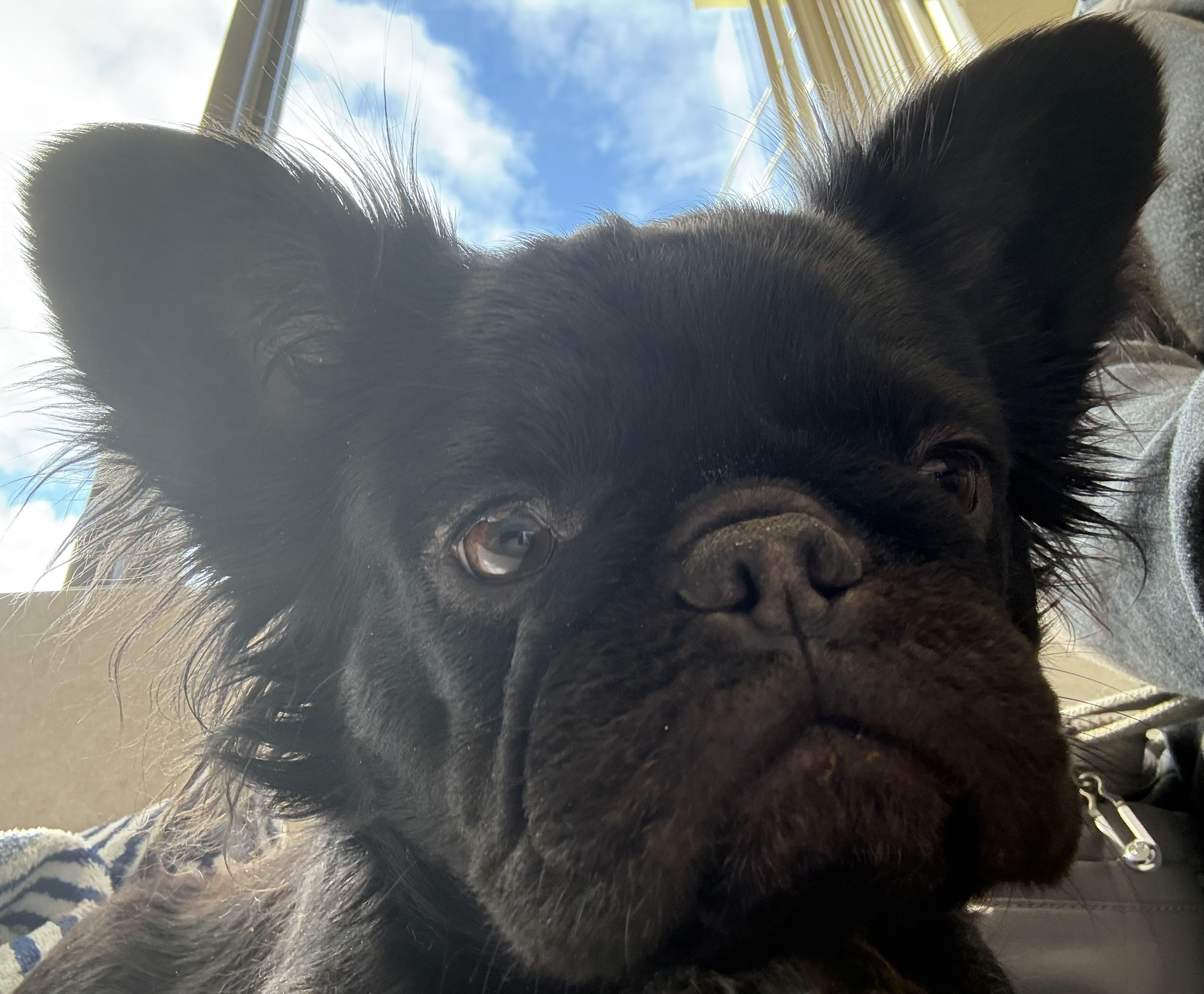 Babette, Adoptable, Young Female French Bulldog.