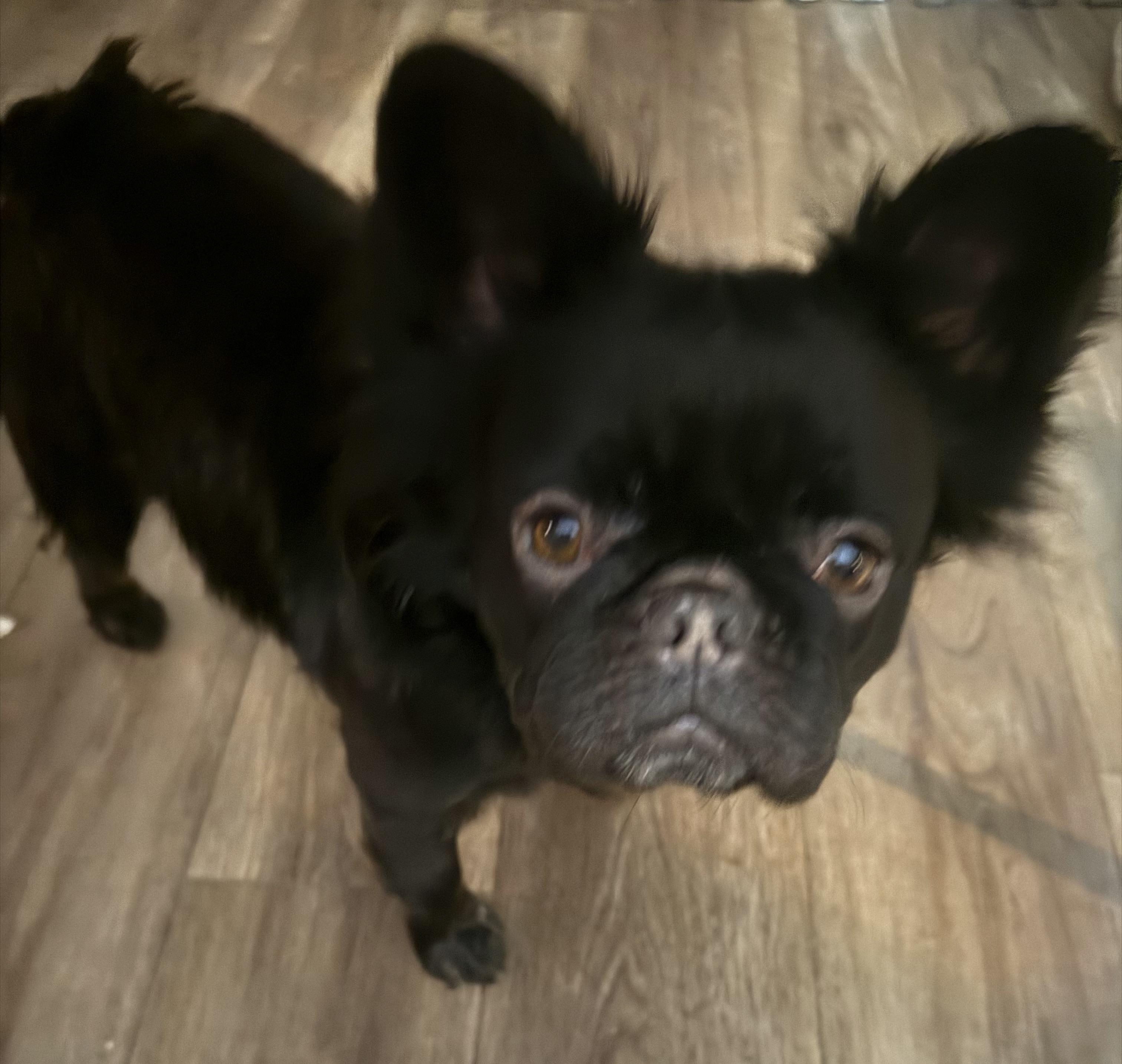 Babette, a Adoptable French Bulldog in North Tonawanda, NY image 2/2