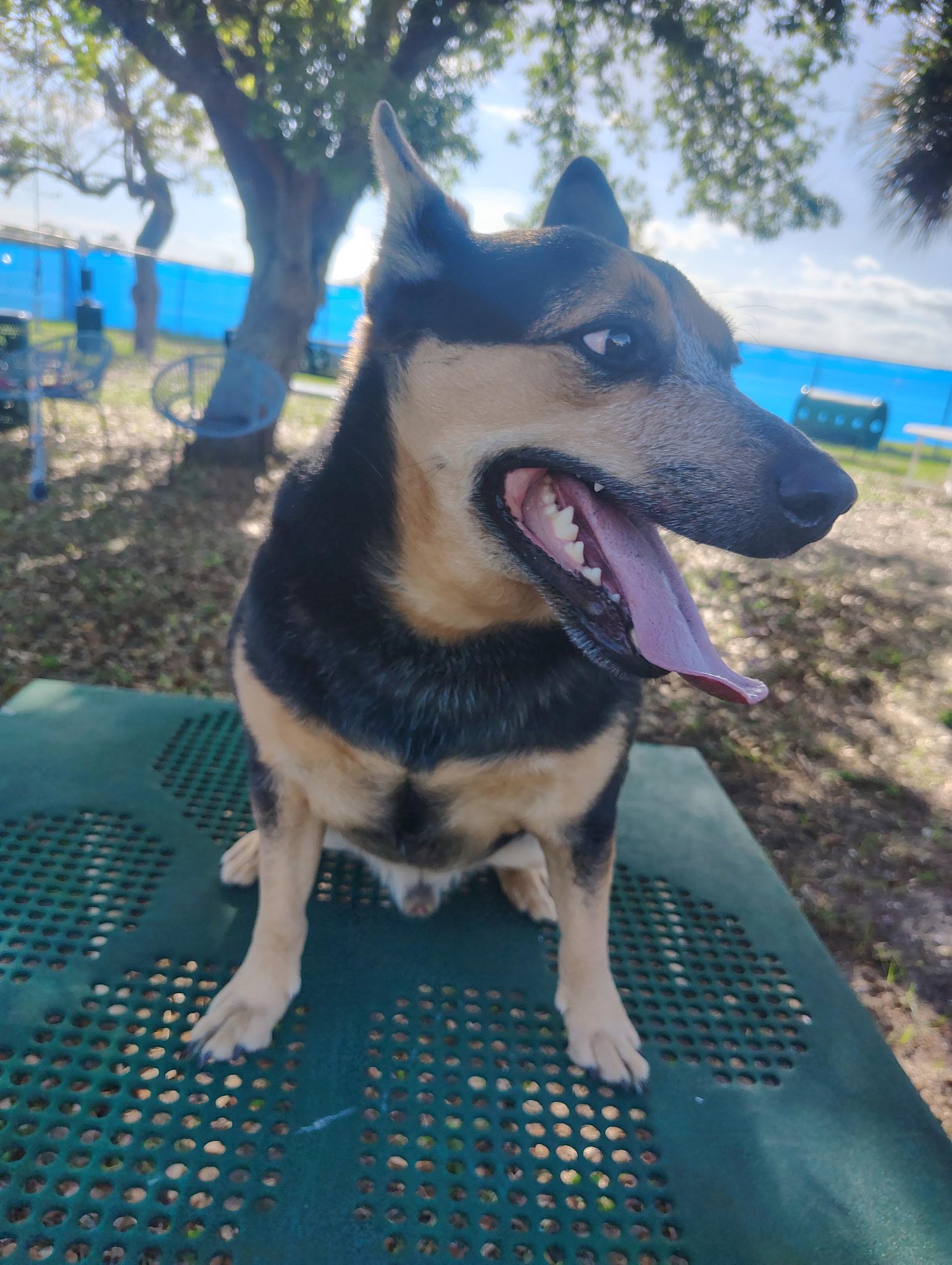 Enlarge Miller, a Adoptable mixed breed in Bradenton, FL image 1/6