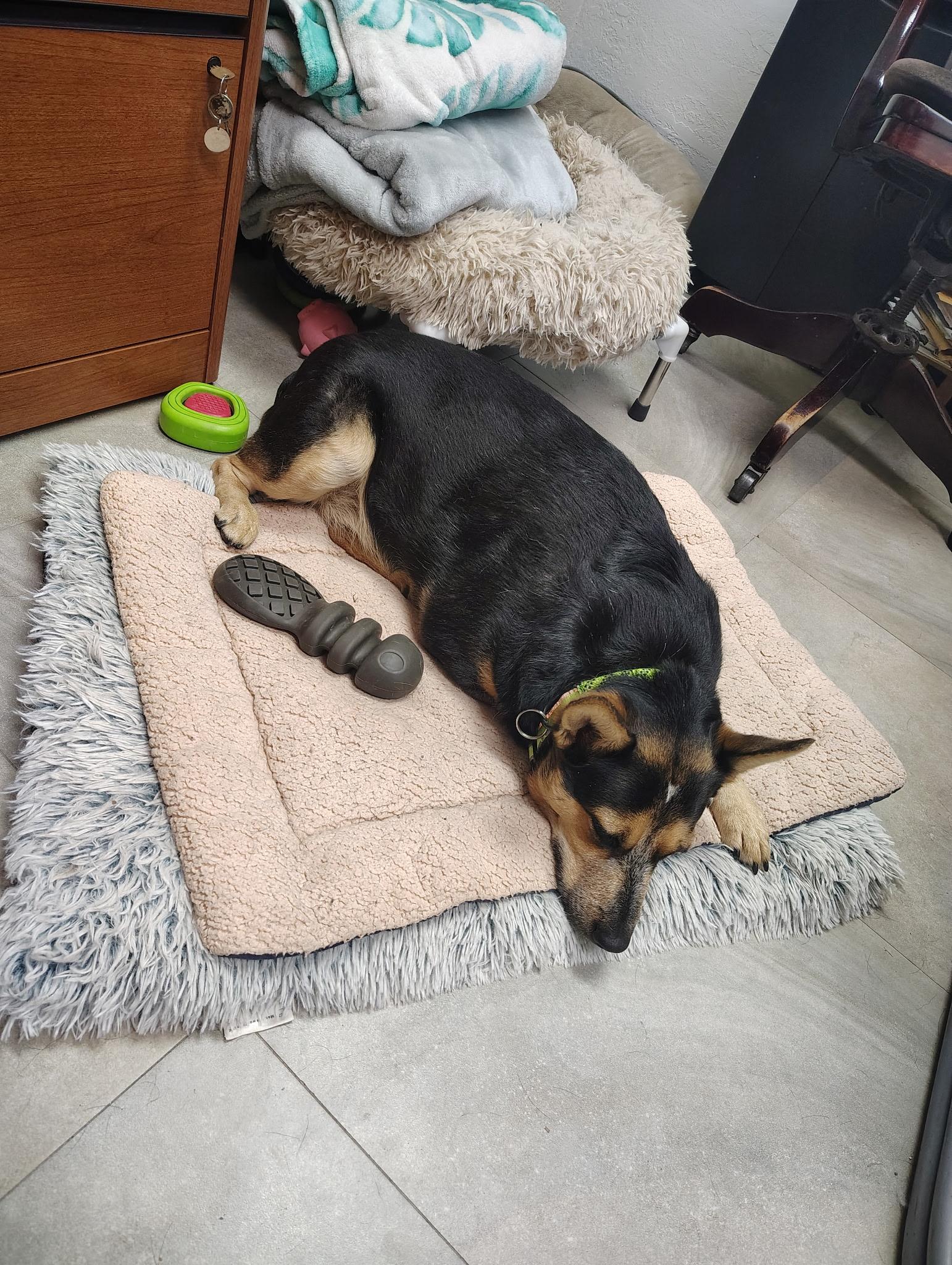 Enlarge Miller, a Adoptable mixed breed in Bradenton, FL image 2/6