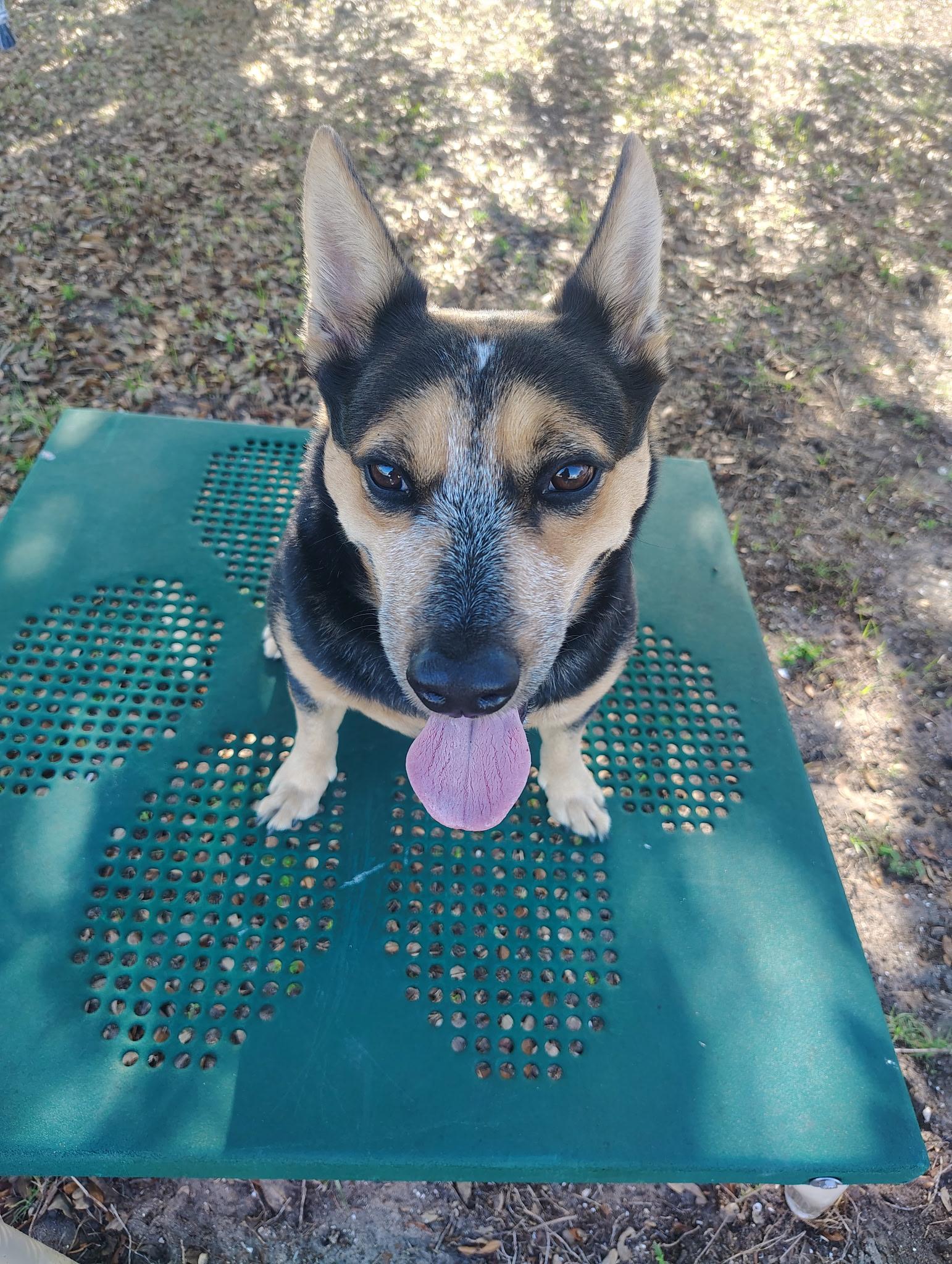 Enlarge Miller, a Adoptable mixed breed in Bradenton, FL image 3/6