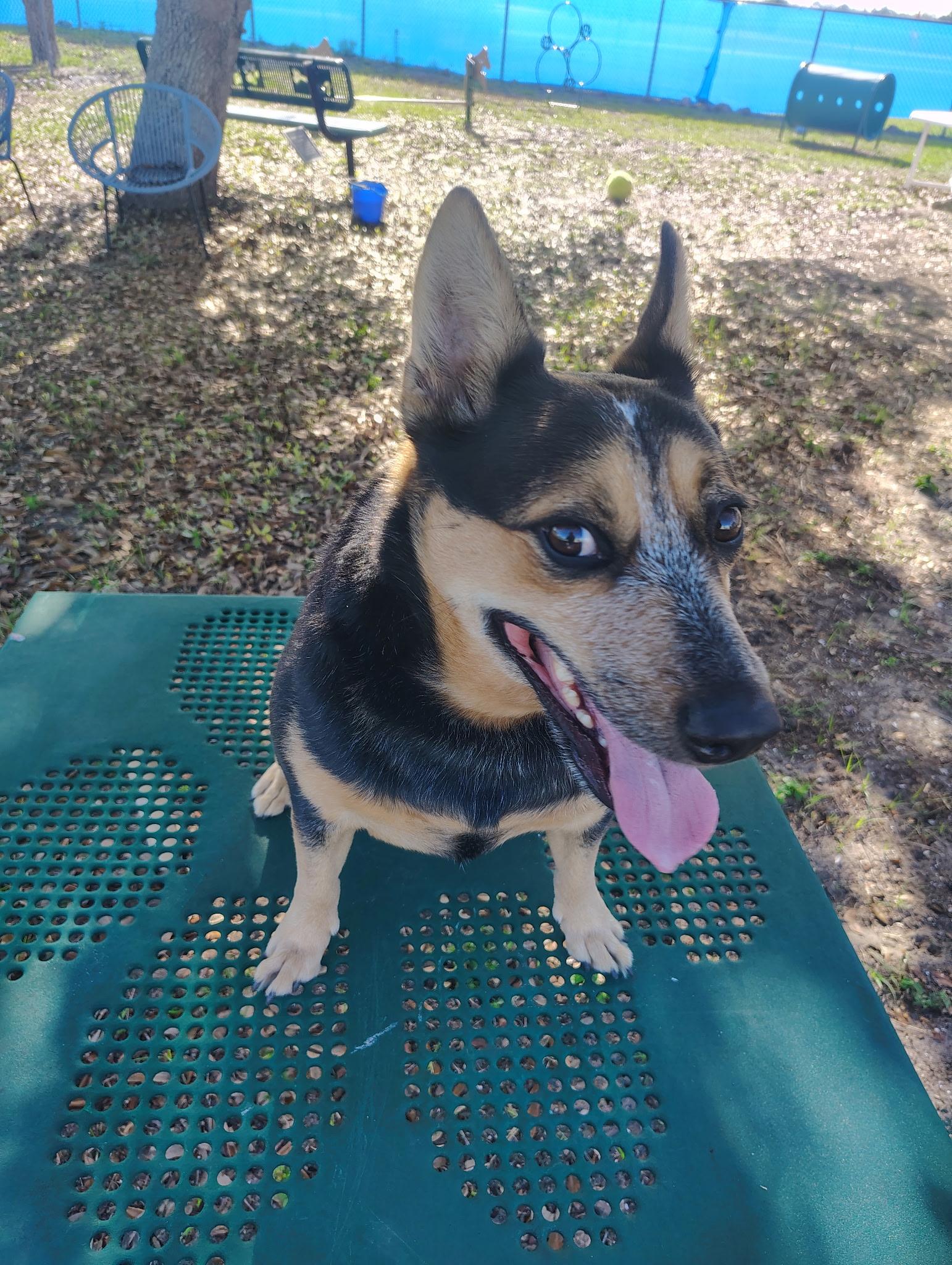Enlarge Miller, a Adoptable mixed breed in Bradenton, FL image 5/6