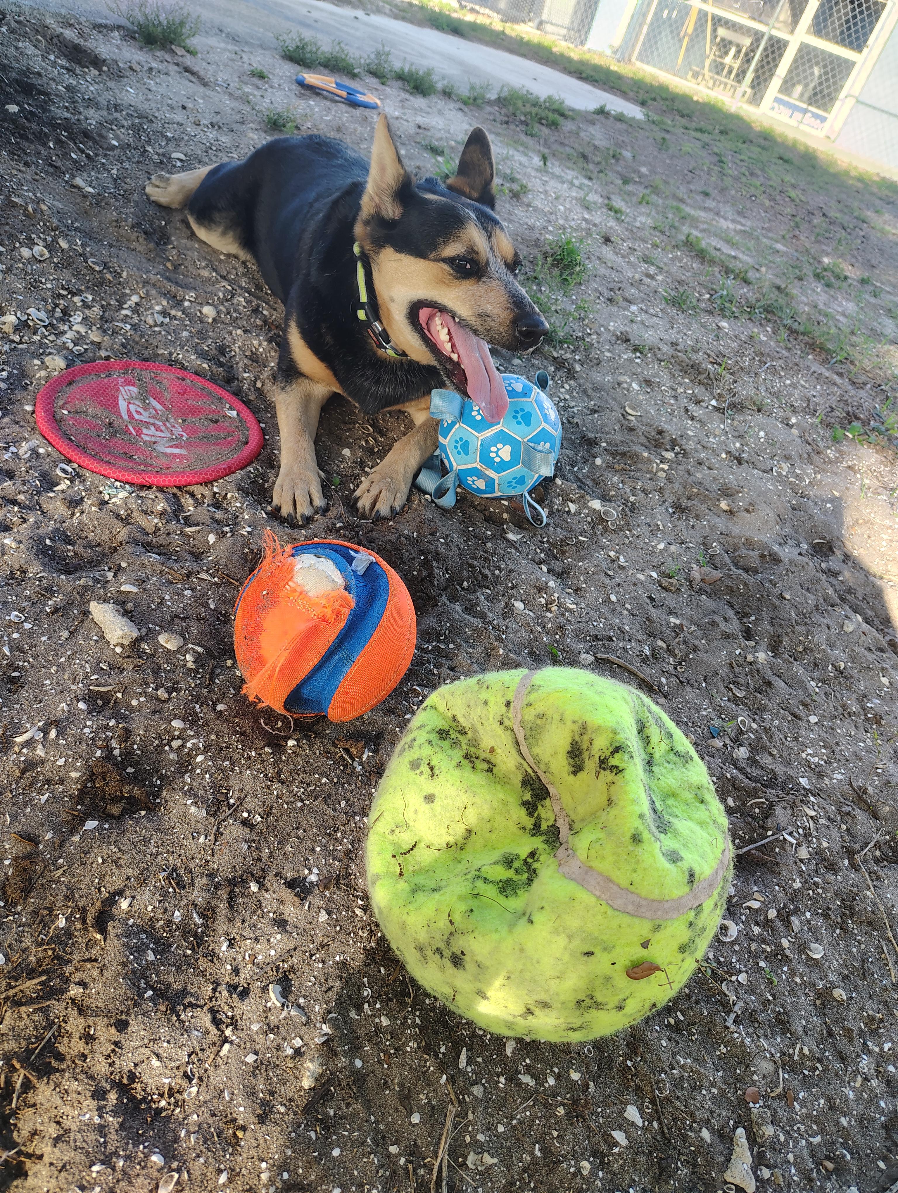 Enlarge Miller, a Adoptable mixed breed in Bradenton, FL image 6/6