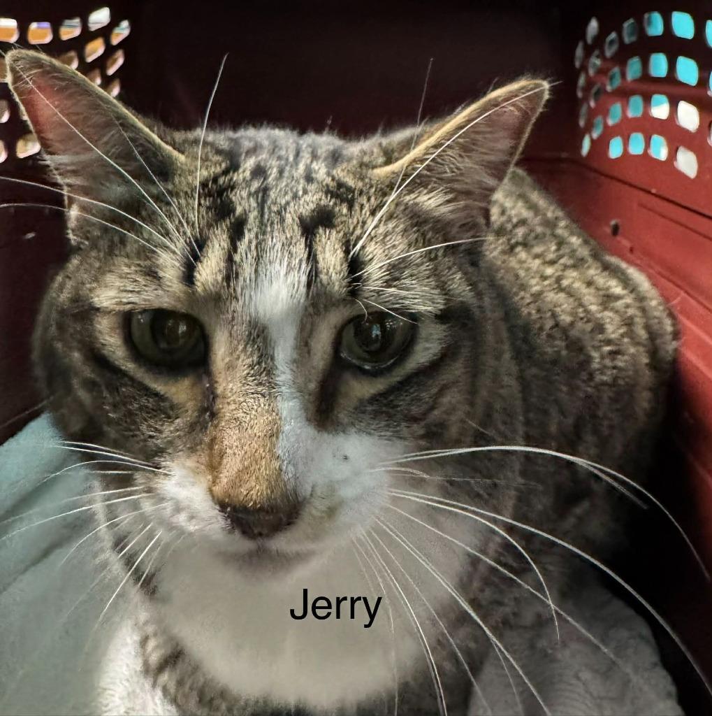 Jerry (Maui), Adoptable, Adult Male Domestic Short Hair.