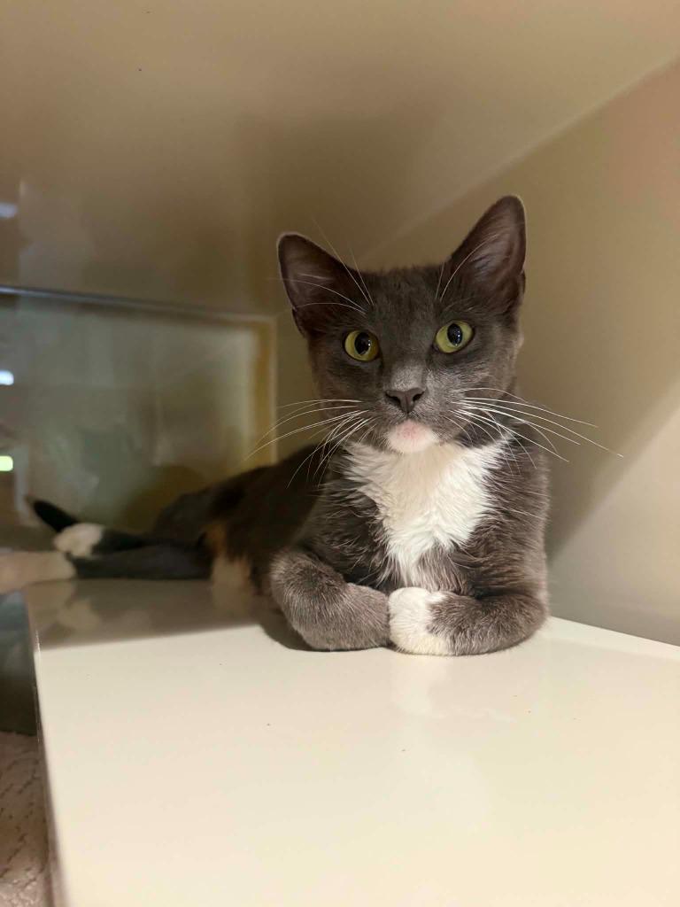 W0 Mika, Adoptable, Young Female Domestic Short Hair.