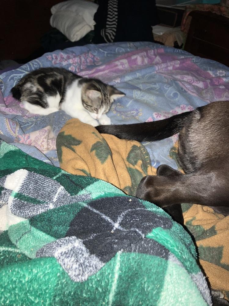 Char, a Adoptable mixed breed in Bellingham, WA image 2/2