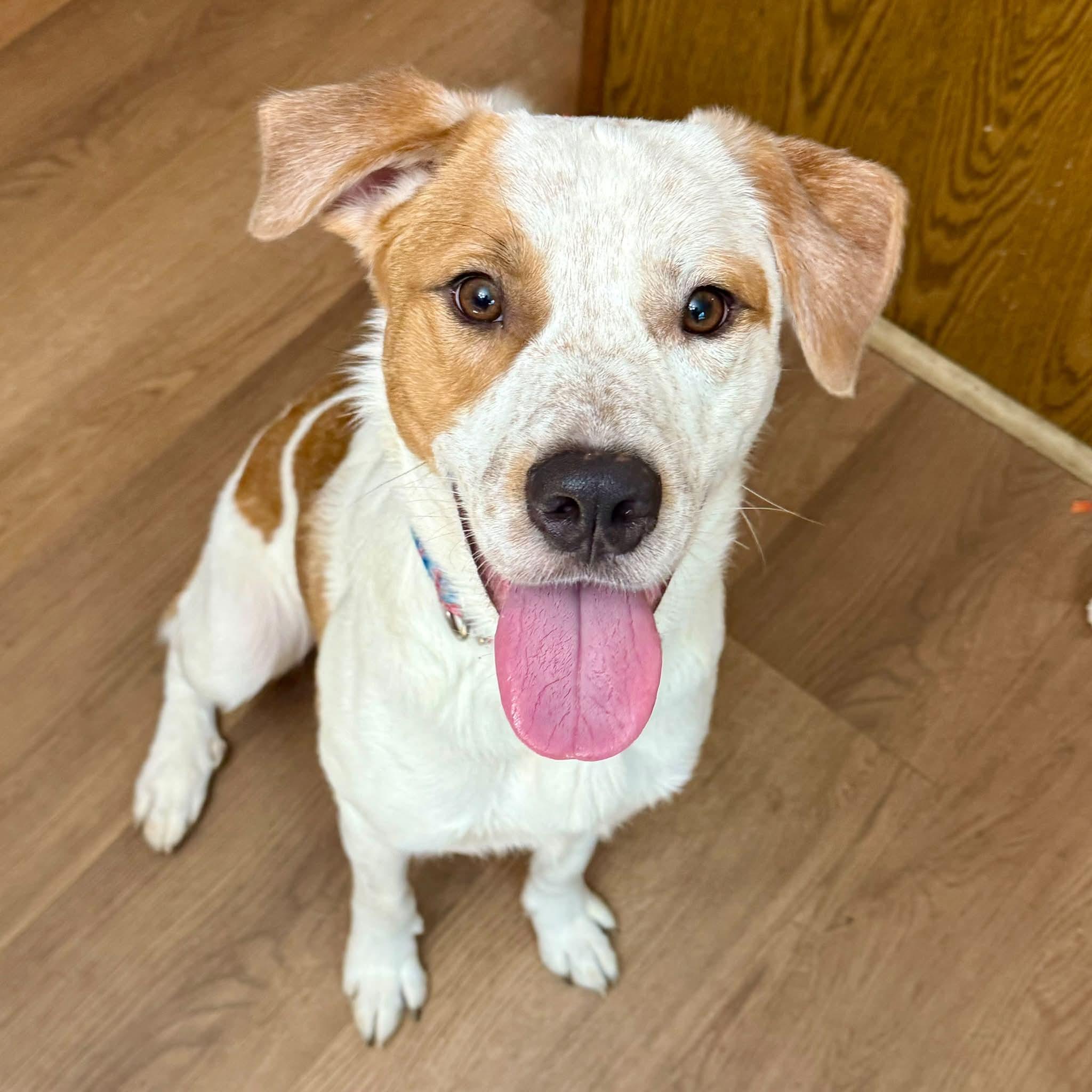 Enlarge Murphy, a Adoptable mixed breed in East Peoria, IL image 5/5