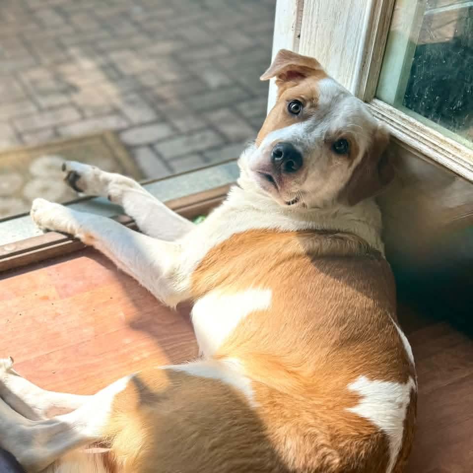 Enlarge Murphy, a Adoptable mixed breed in East Peoria, IL image 3/5