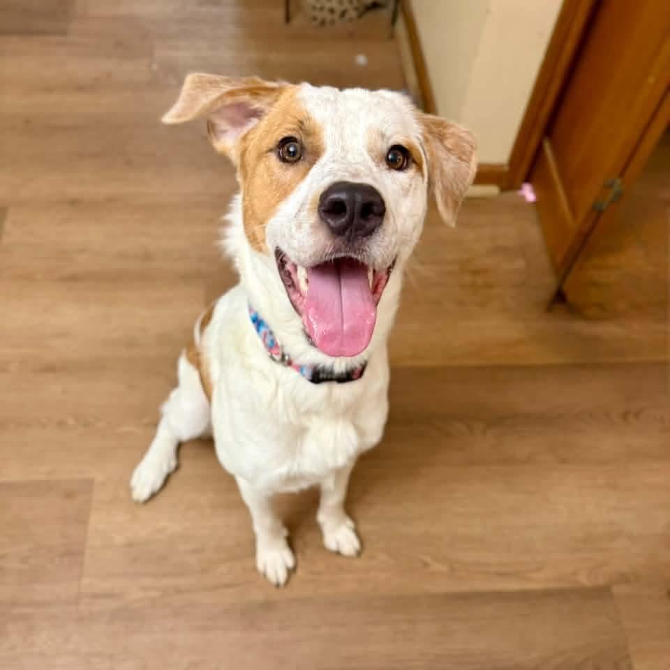 Murphy, Adoptable, Puppy Male Great Pyrenees.