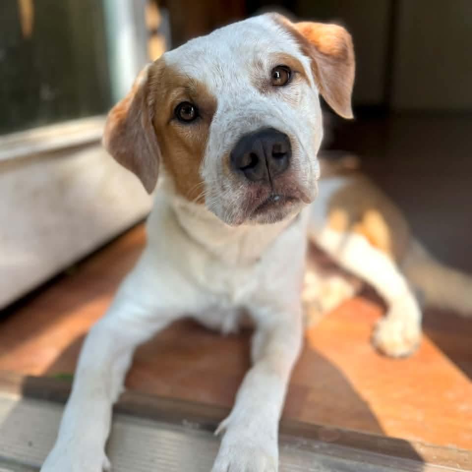Enlarge Murphy, a Adoptable mixed breed in East Peoria, IL image 2/5