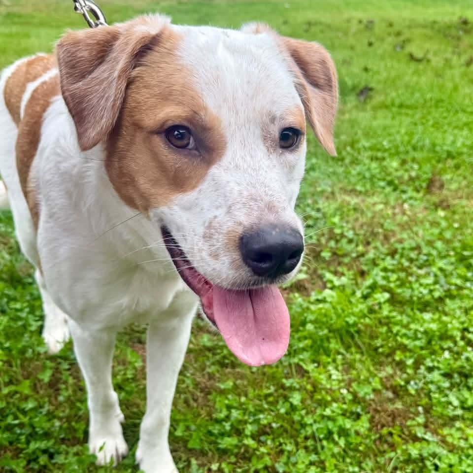Enlarge Murphy, a Adoptable mixed breed in East Peoria, IL image 4/5