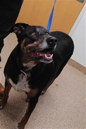 DUKE, Adoptable, Young Male Rottweiler & Mixed Breed.