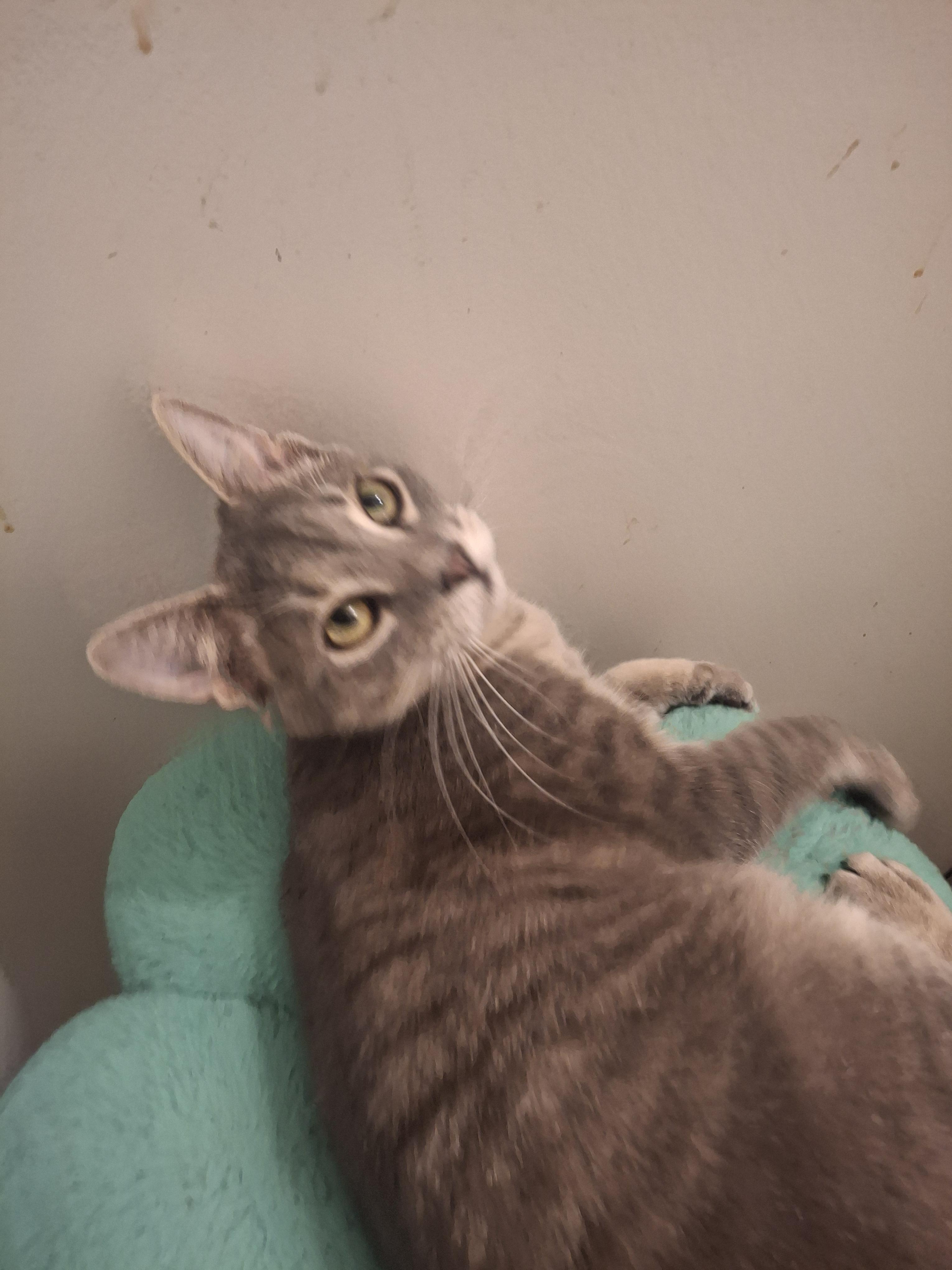 Enlarge Vito, an adopted Tabby in Lawrenceville, GA image 3/3