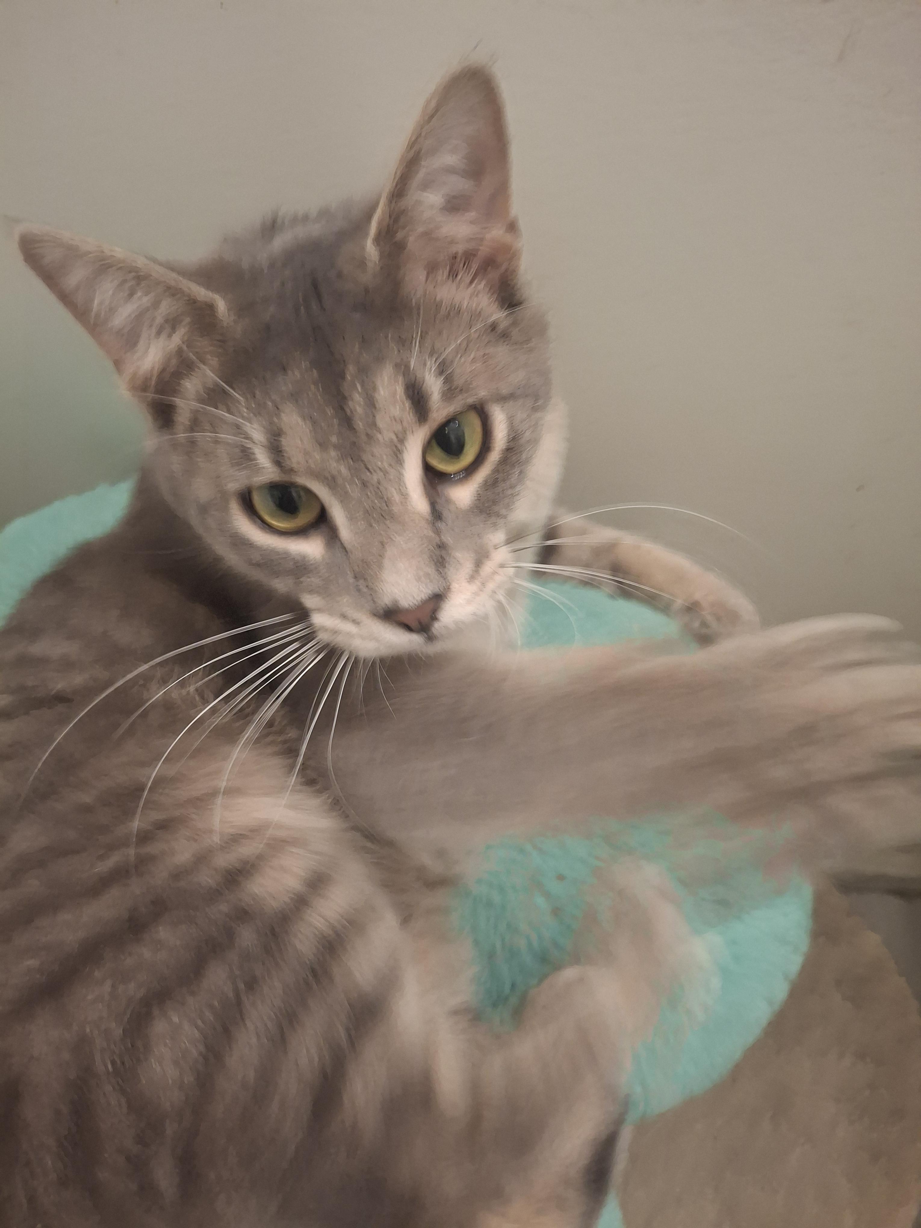 Vito, adopted, Kitten Male Tabby.