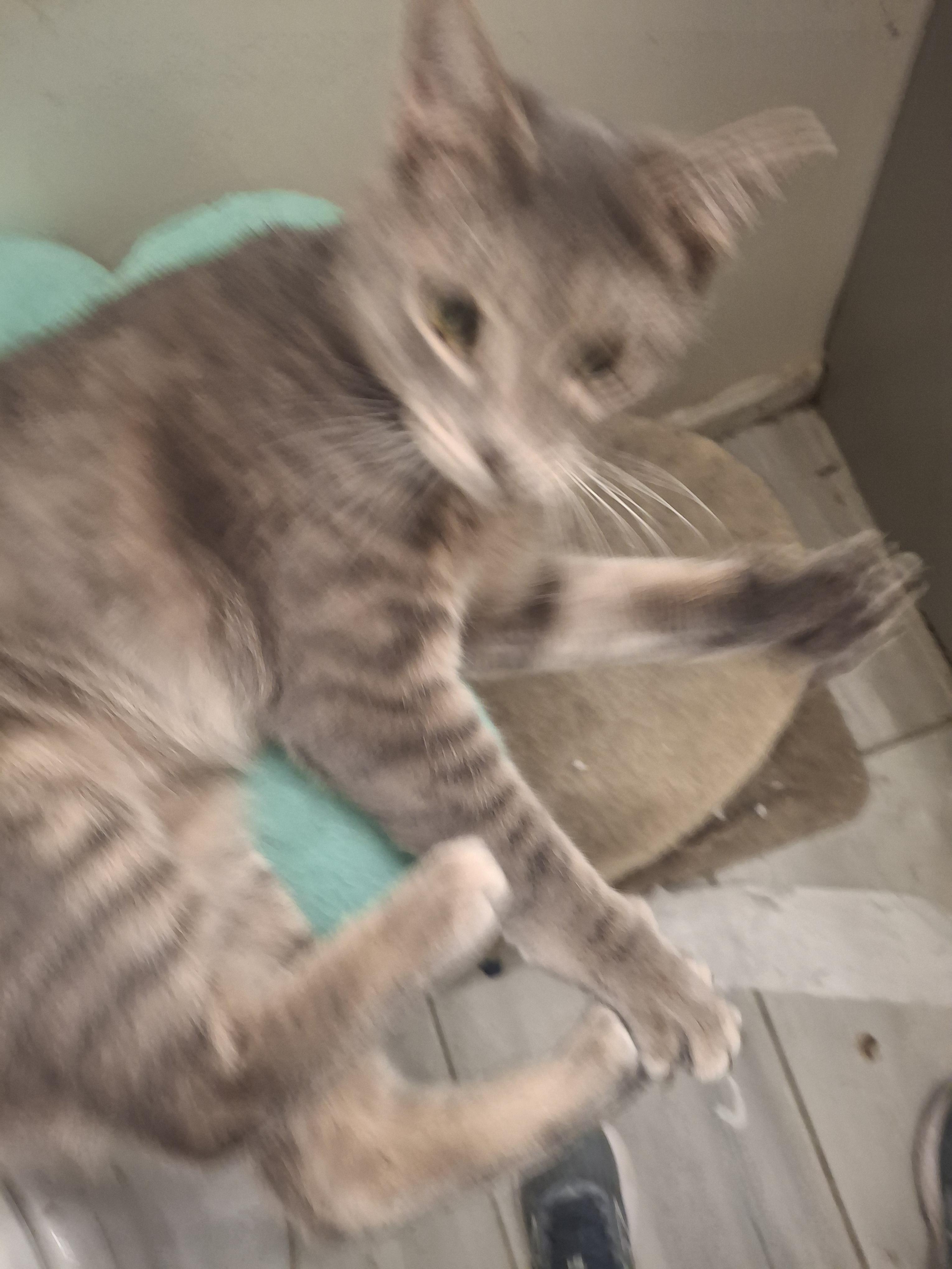 Enlarge Vito, an adopted Tabby in Lawrenceville, GA image 2/3