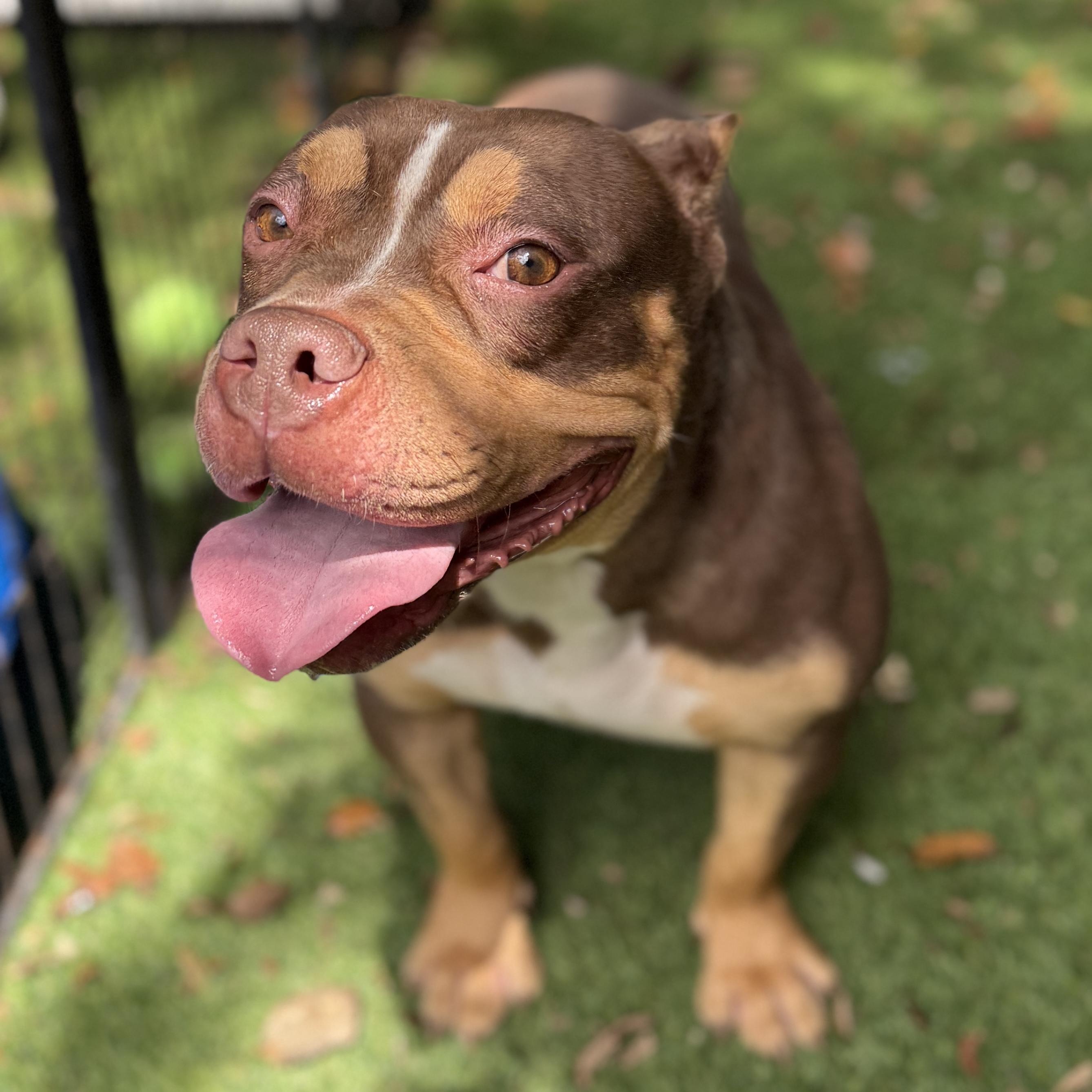 Enlarge Delilah, a Adoptable American Bully in Deltona, FL image 5/6