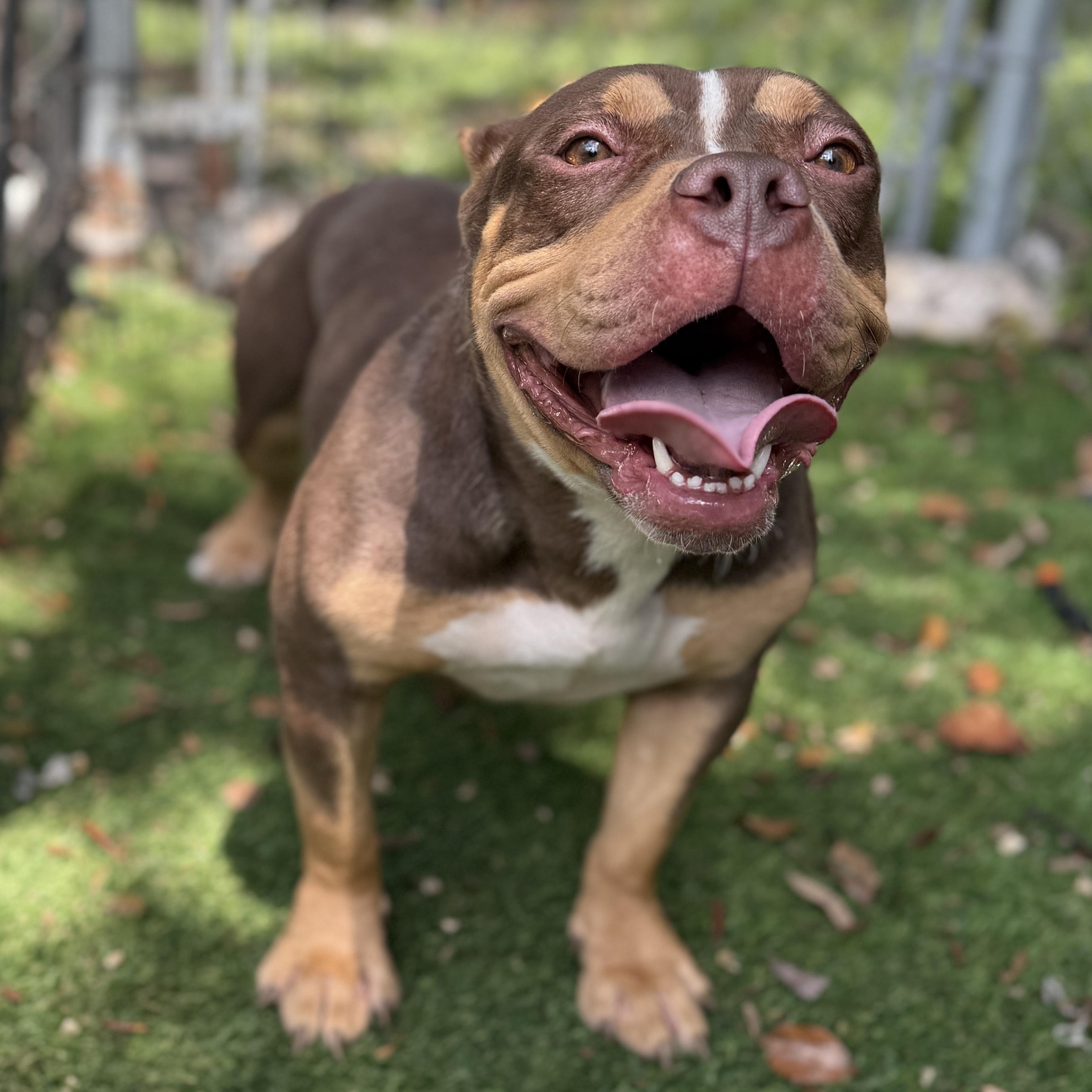 Enlarge Delilah, a Adoptable American Bully in Deltona, FL image 6/6