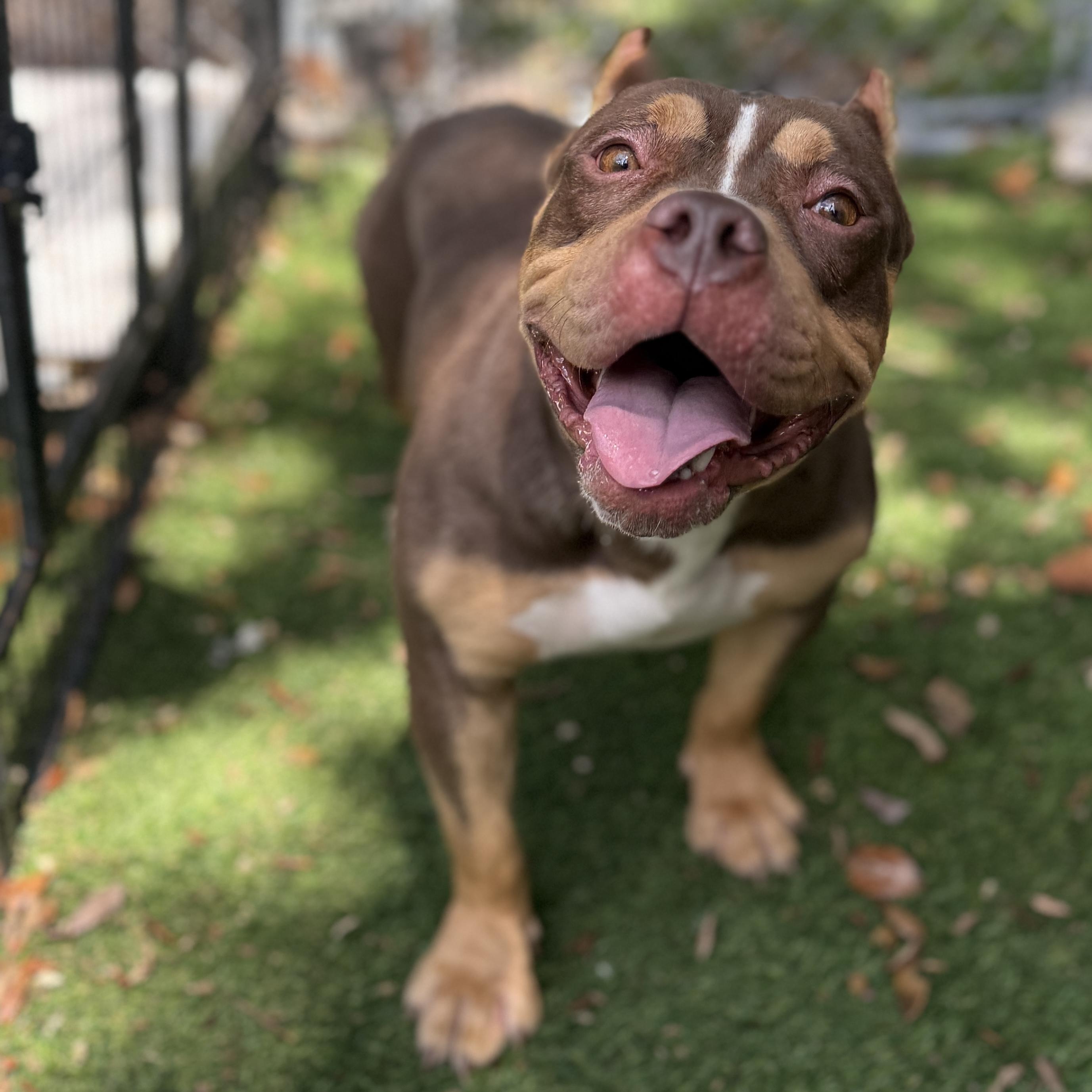 Enlarge Delilah, a Adoptable American Bully in Deltona, FL image 4/6