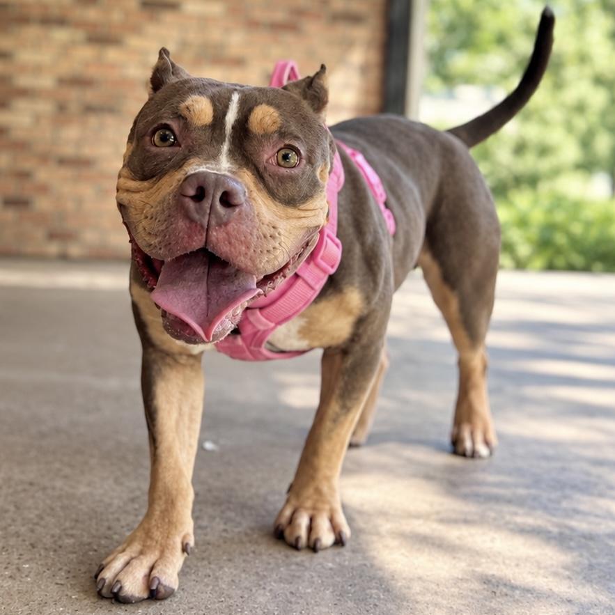 Enlarge Delilah, a Adoptable American Bully in Deltona, FL image 3/6