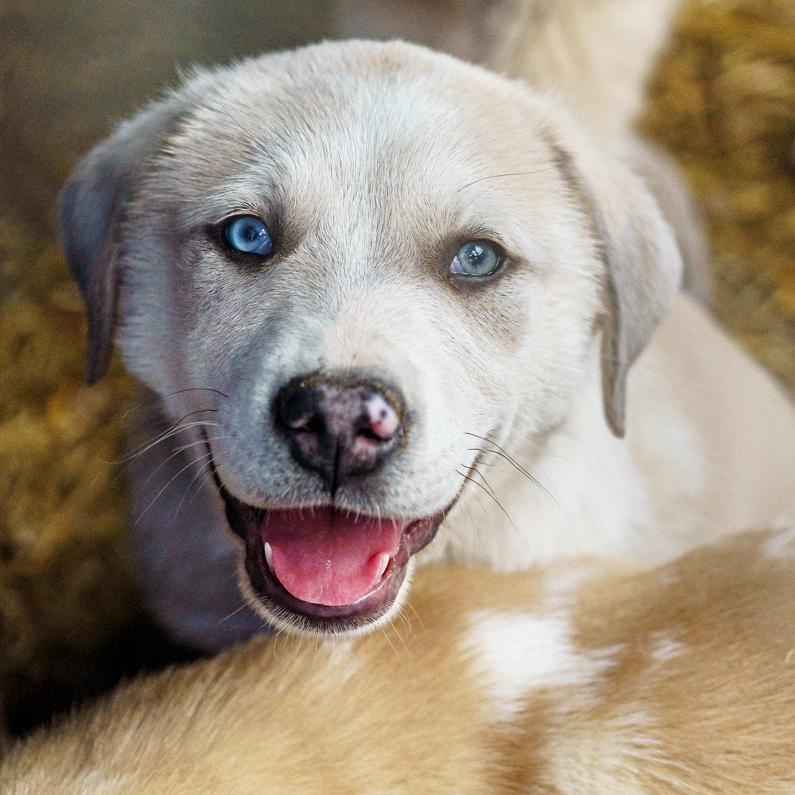 Enlarge Walker, a Adoptable mixed breed in LAMPASAS, TX image 5/6