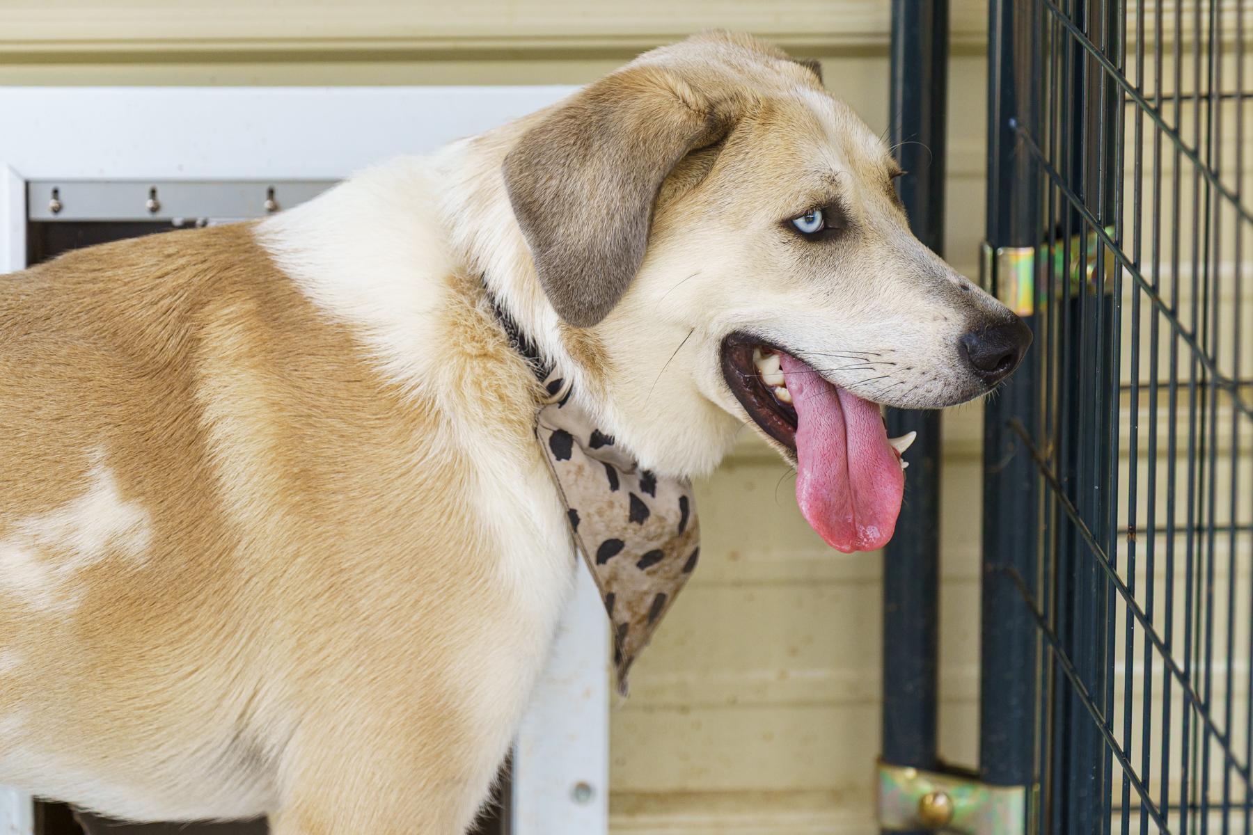 Enlarge Walker, a Adoptable mixed breed in LAMPASAS, TX image 4/6