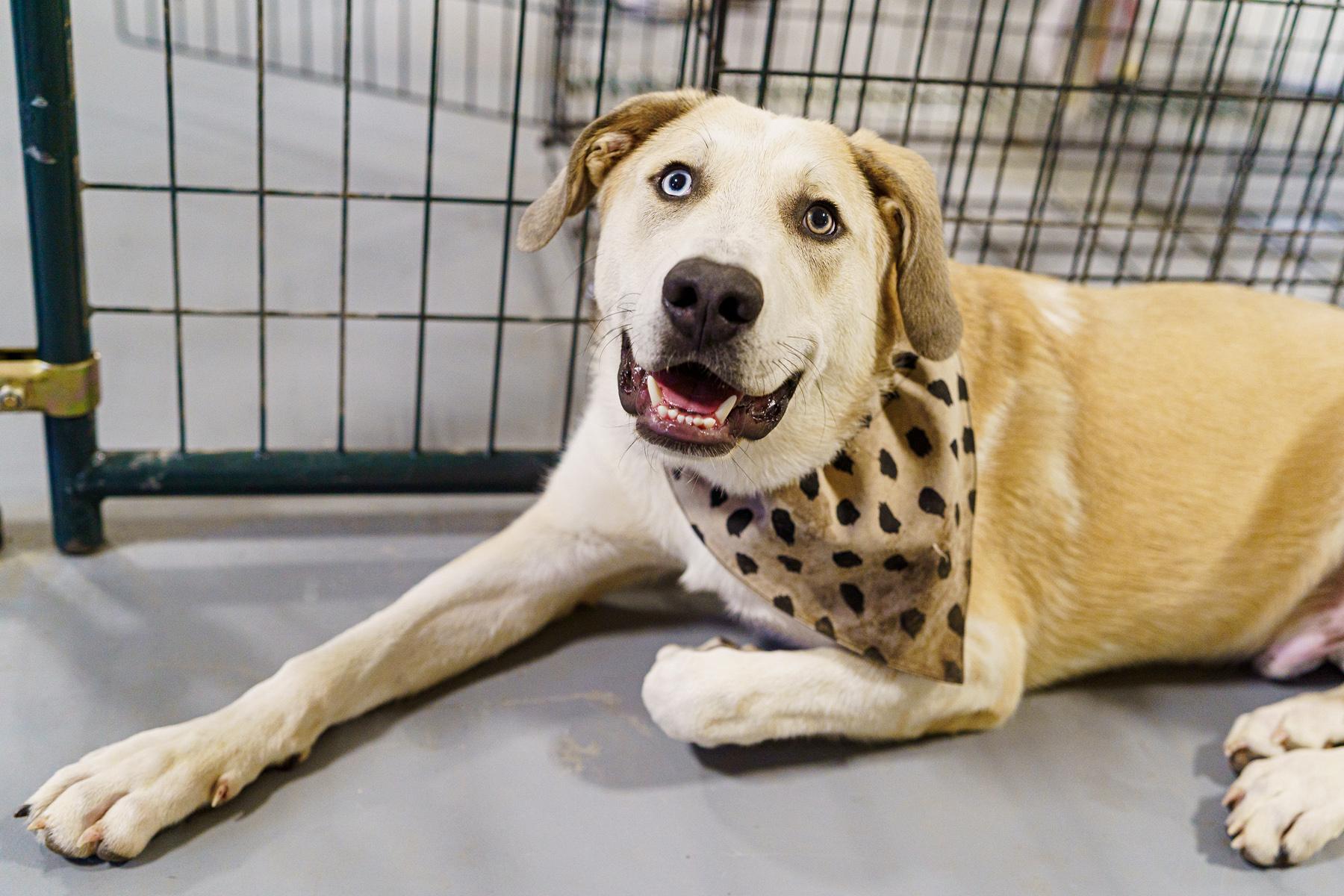Enlarge Walker, a Adoptable mixed breed in LAMPASAS, TX image 3/6