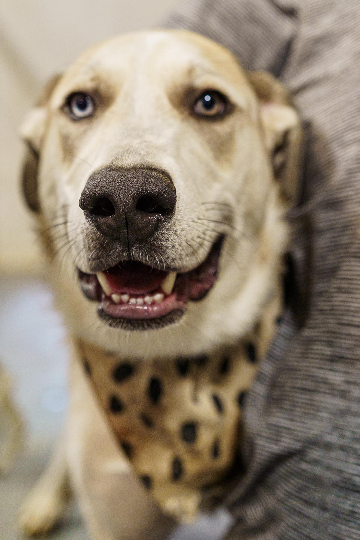 Enlarge Walker, a Adoptable mixed breed in LAMPASAS, TX image 1/6