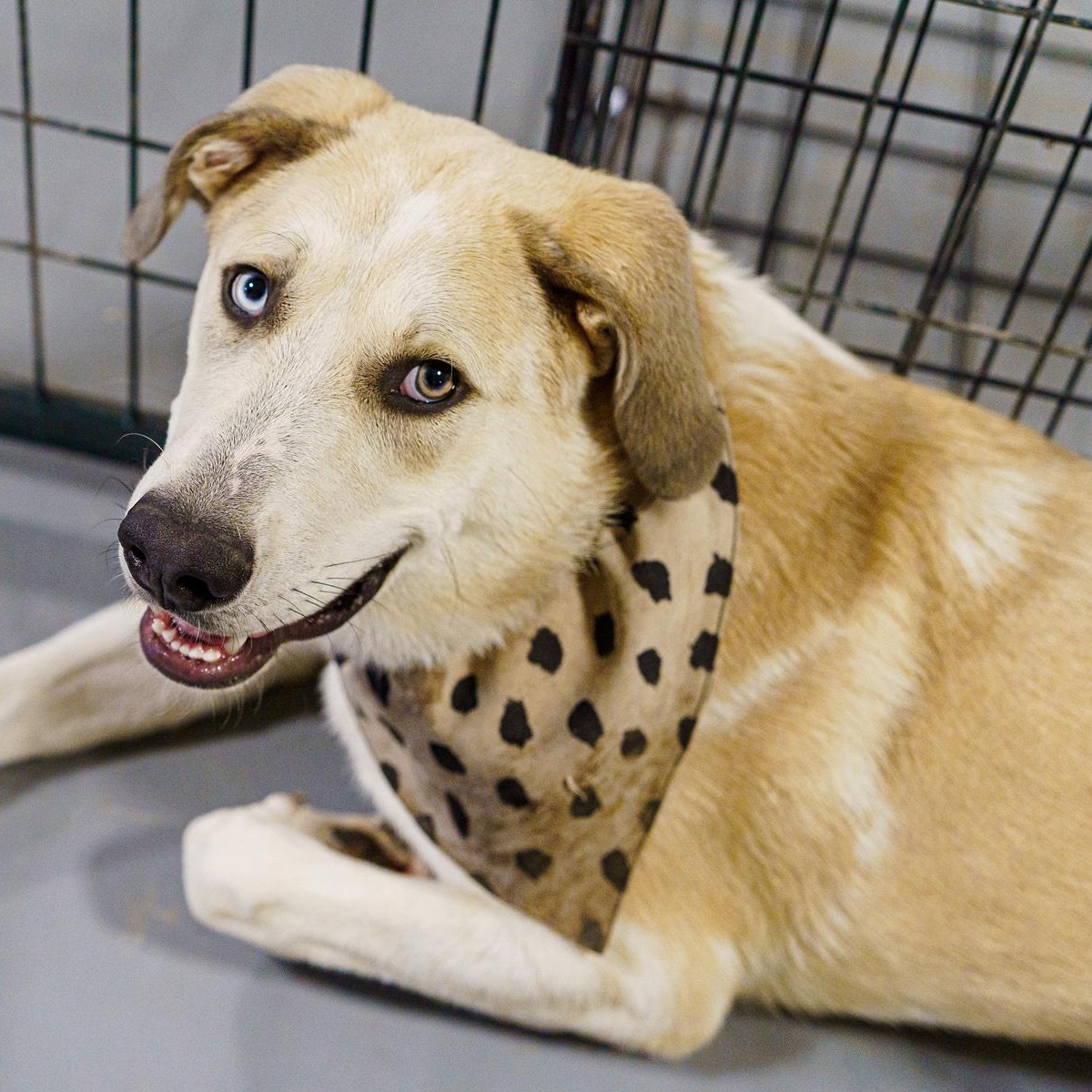 Enlarge Walker, a Adoptable mixed breed in LAMPASAS, TX image 2/6