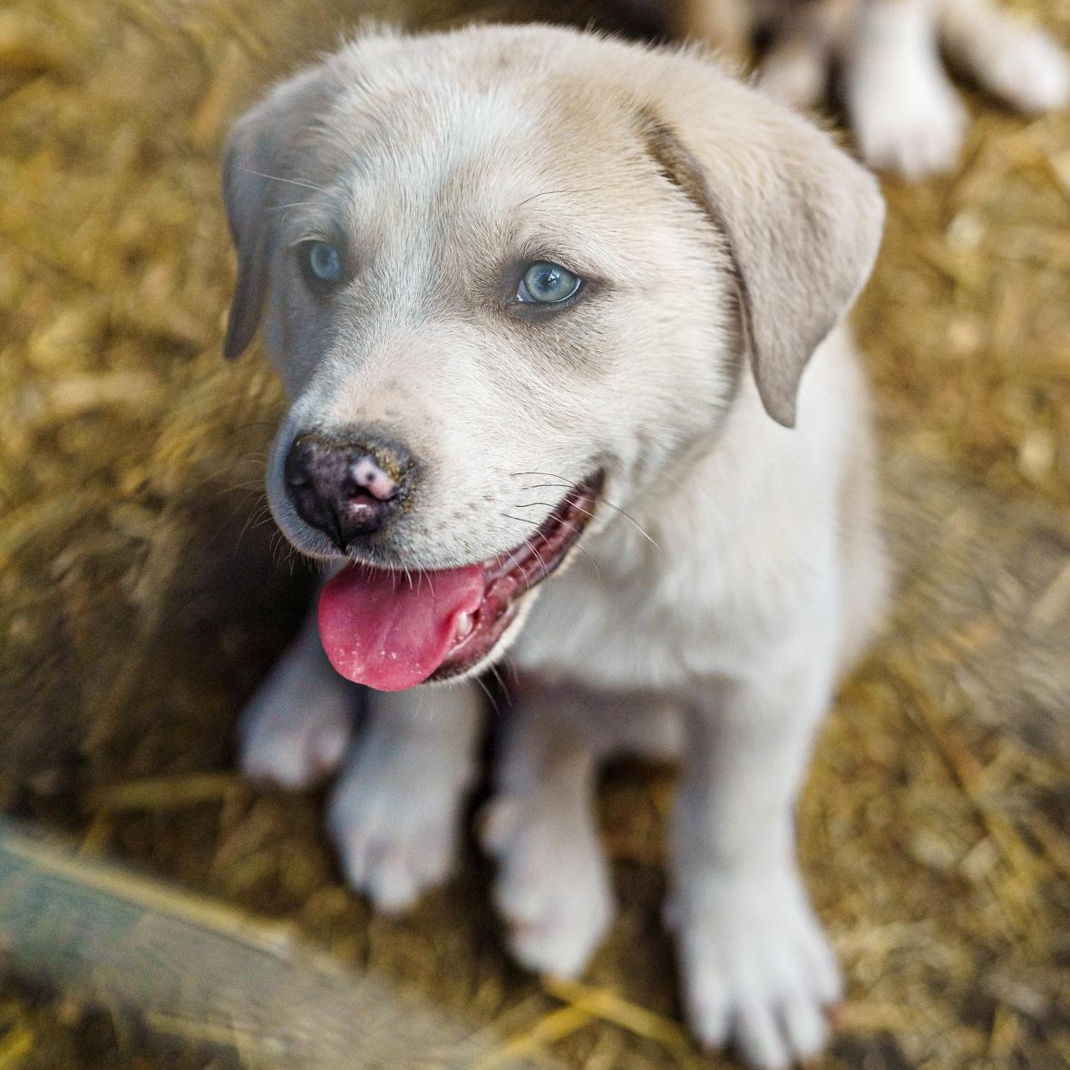 Enlarge Walker, a Adoptable mixed breed in LAMPASAS, TX image 6/6