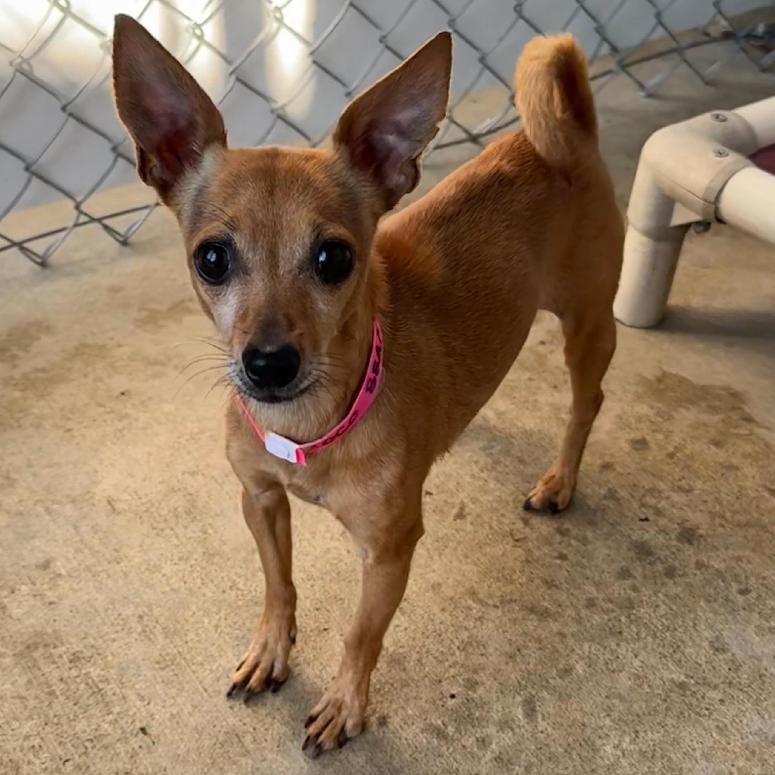 Enlarge COCO BEAN , a Adoptable Chihuahua in Fresno, CA image 2/6