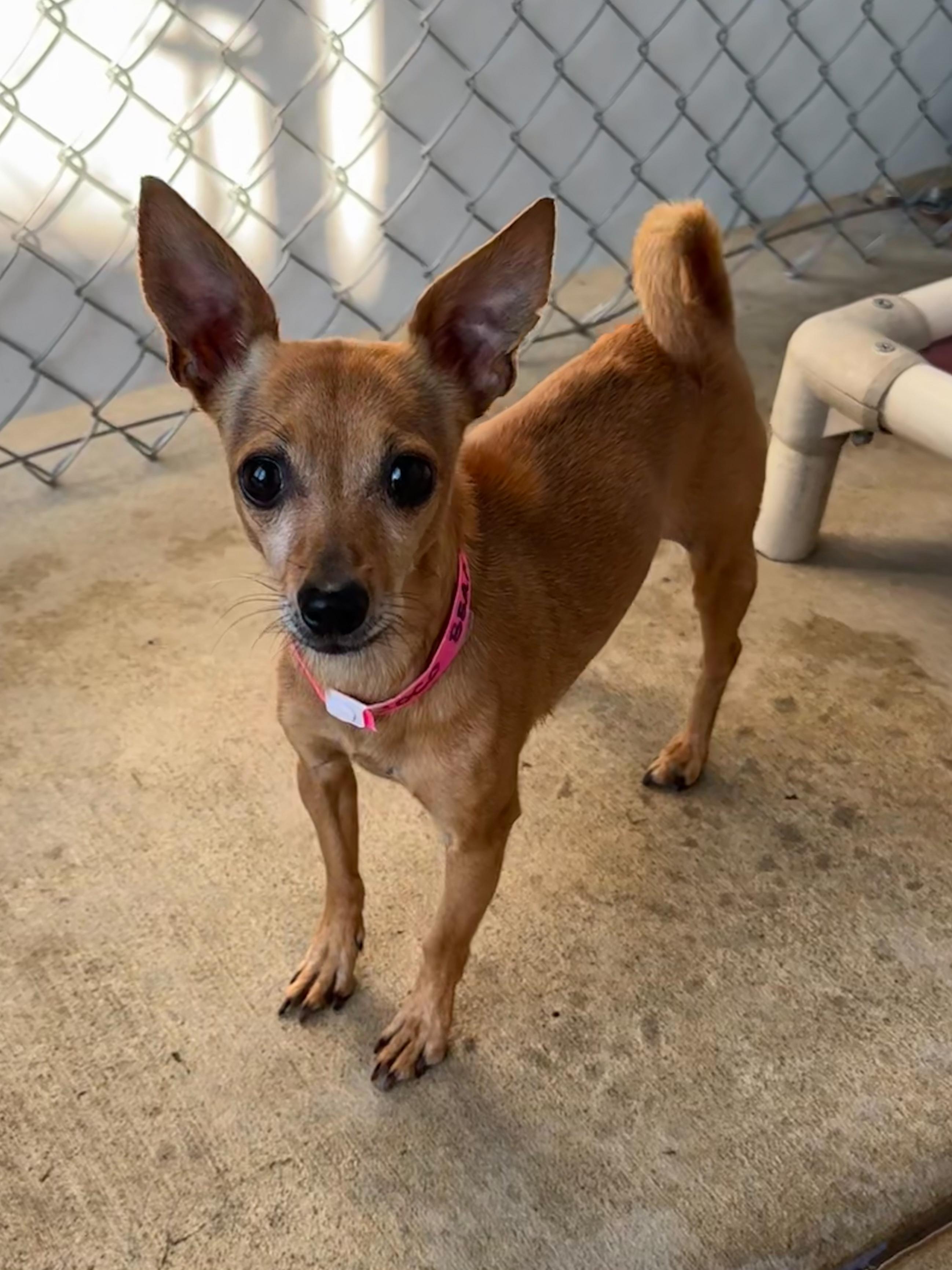 Enlarge COCO BEAN , a Adoptable Chihuahua in Fresno, CA image 3/5