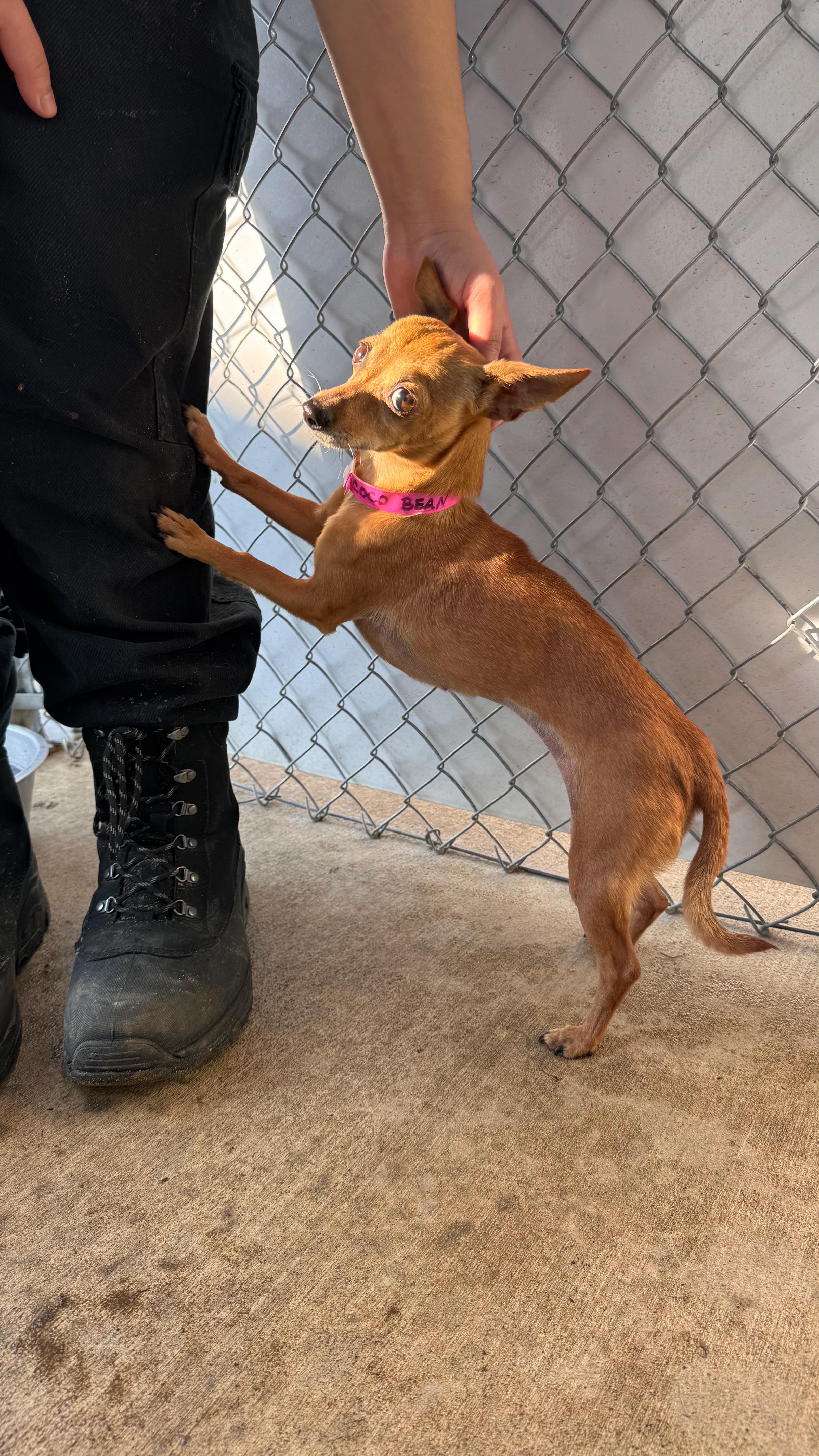 Enlarge COCO BEAN , a Adoptable Chihuahua in Fresno, CA image 1/5