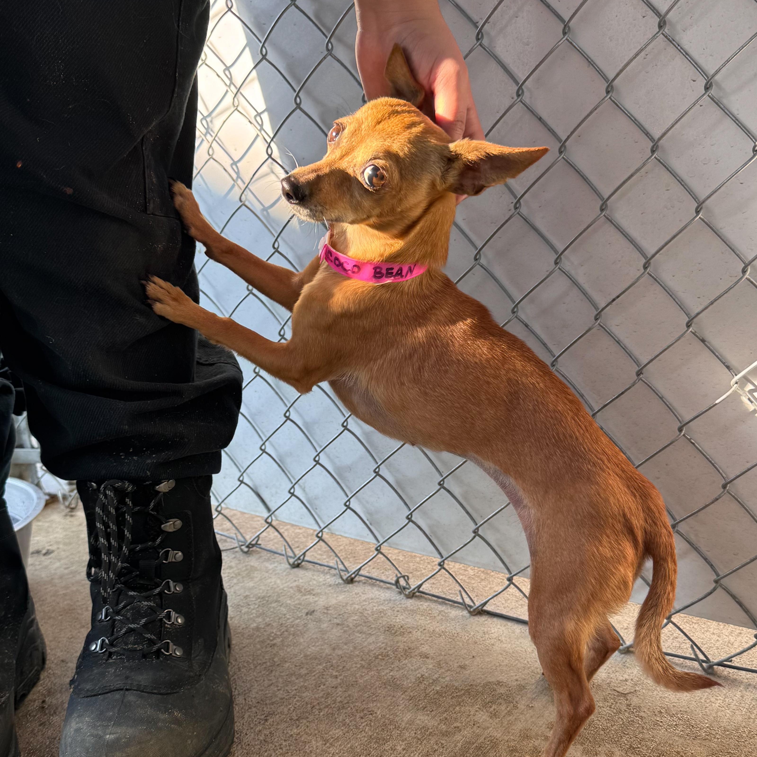 Enlarge COCO BEAN , a Adoptable Chihuahua in Fresno, CA image 1/6