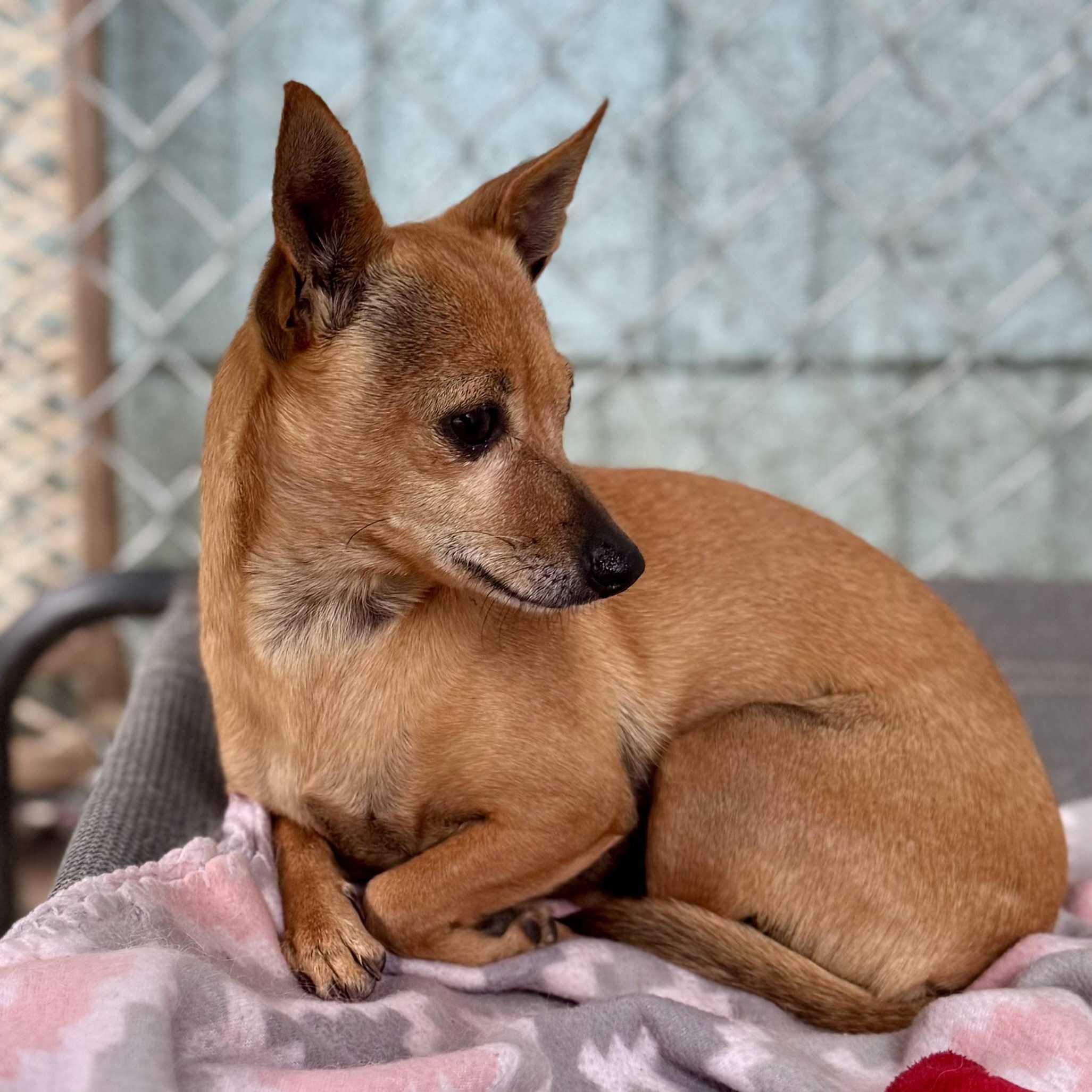 Enlarge COCO BEAN , a Adoptable Chihuahua in Fresno, CA image 6/6