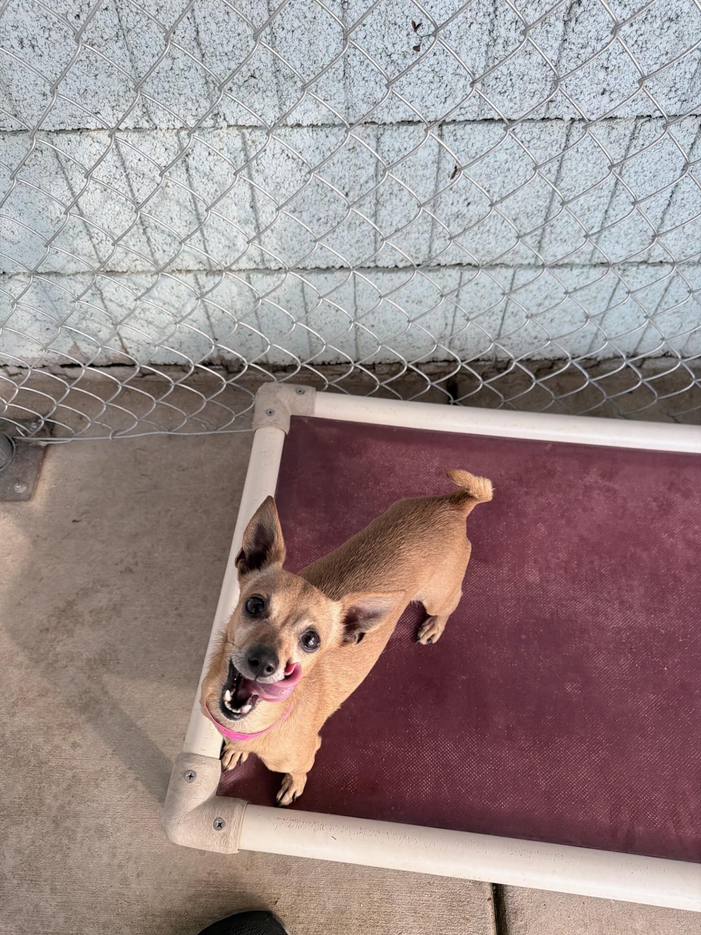Enlarge COCO BEAN , a Adoptable Chihuahua in Fresno, CA image 5/5