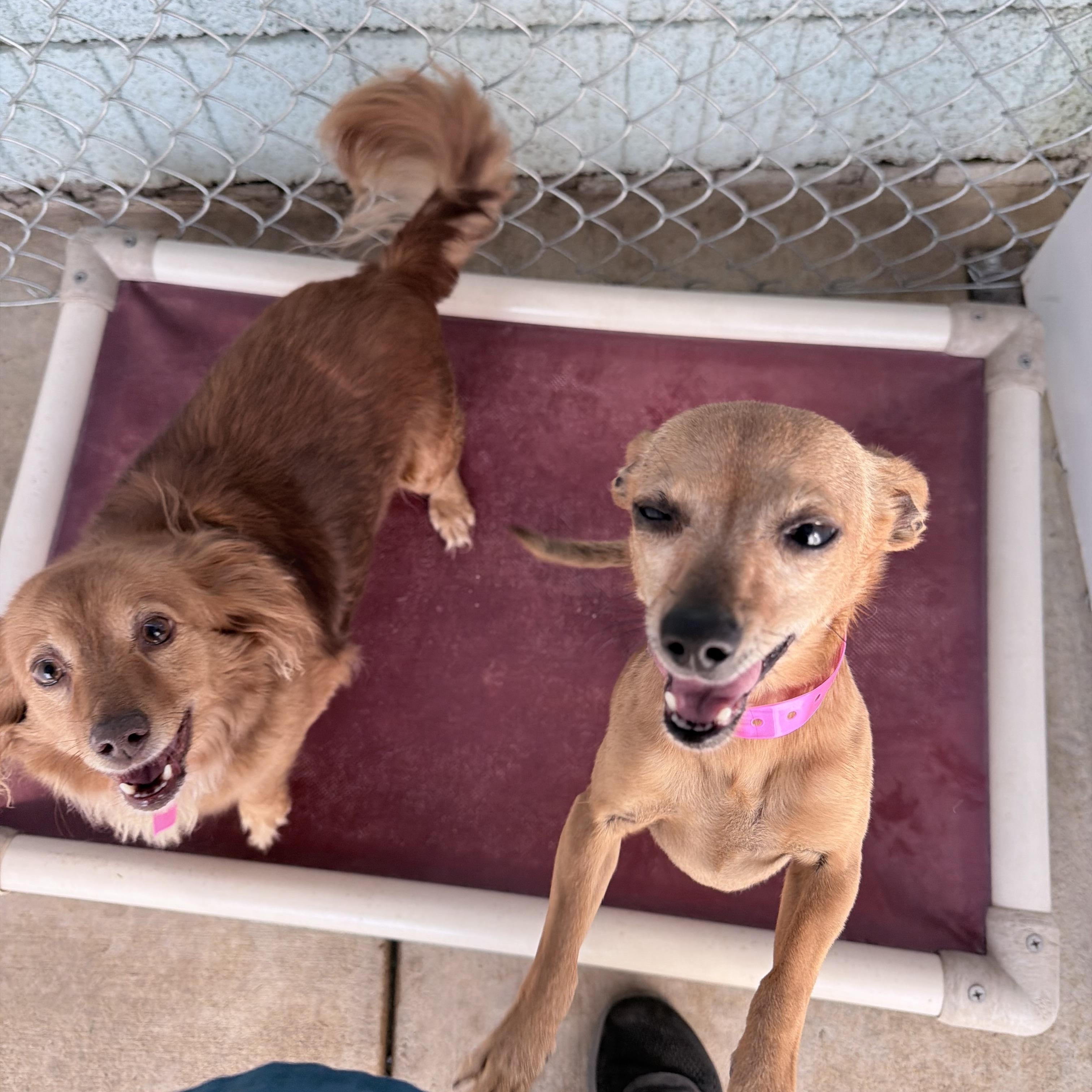 Enlarge COCO BEAN , a Adoptable Chihuahua in Fresno, CA image 2/5