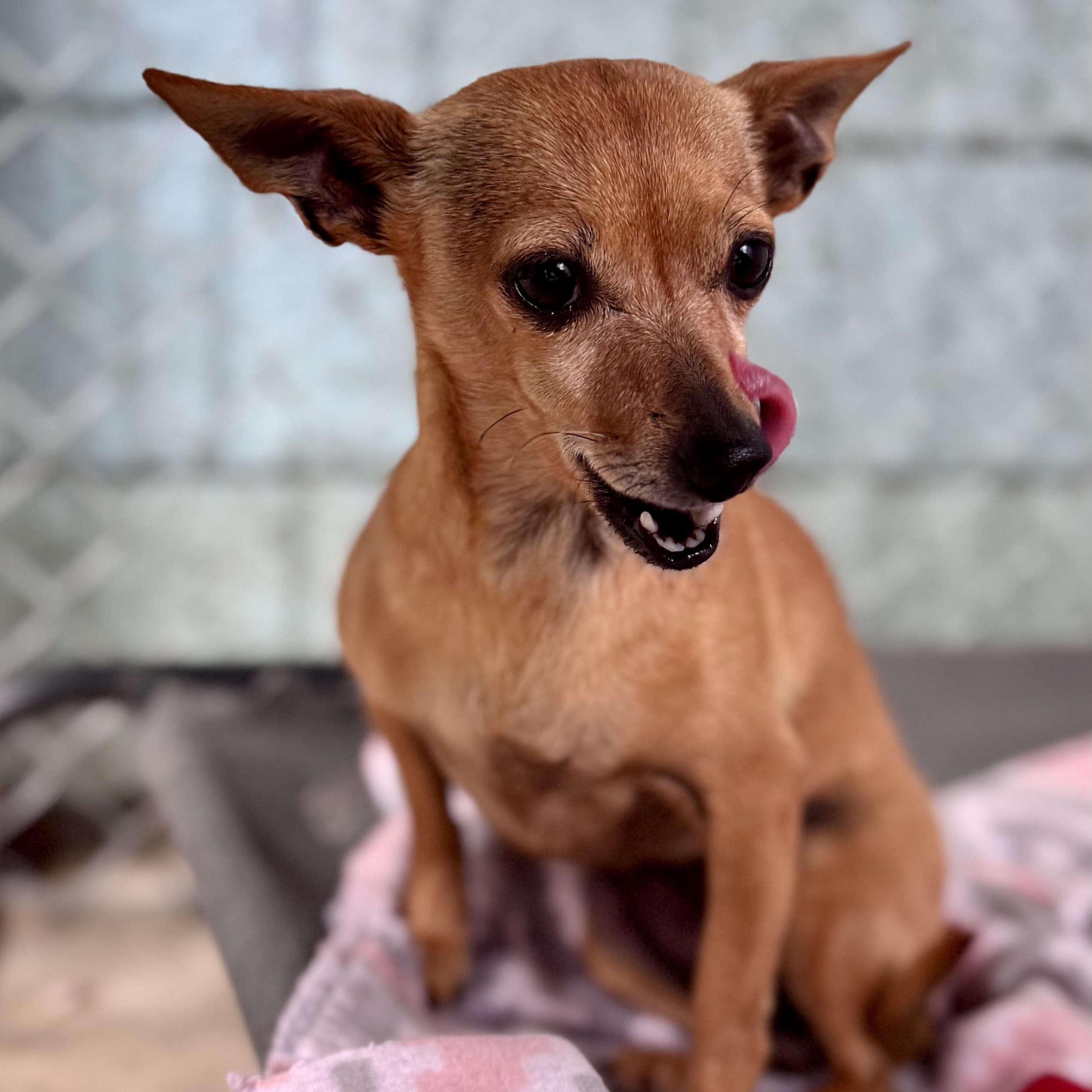 Enlarge COCO BEAN , a Adoptable Chihuahua in Fresno, CA image 5/6