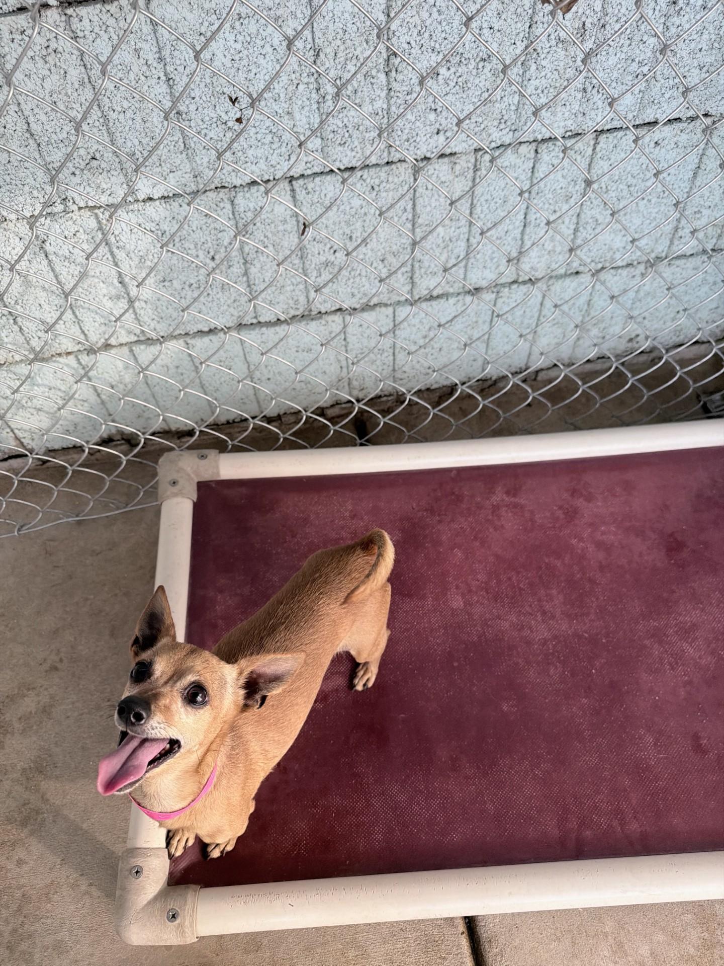 Enlarge COCO BEAN , a Adoptable Chihuahua in Fresno, CA image 4/5