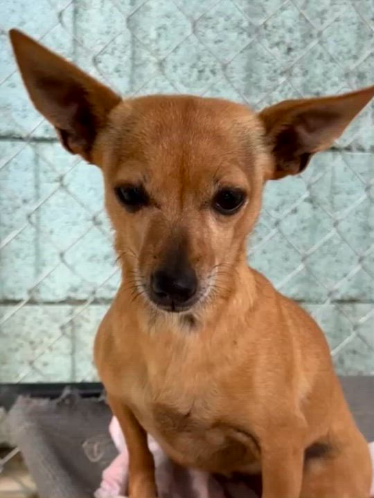 Enlarge COCO BEAN , a Adoptable Chihuahua in Fresno, CA video 4/6