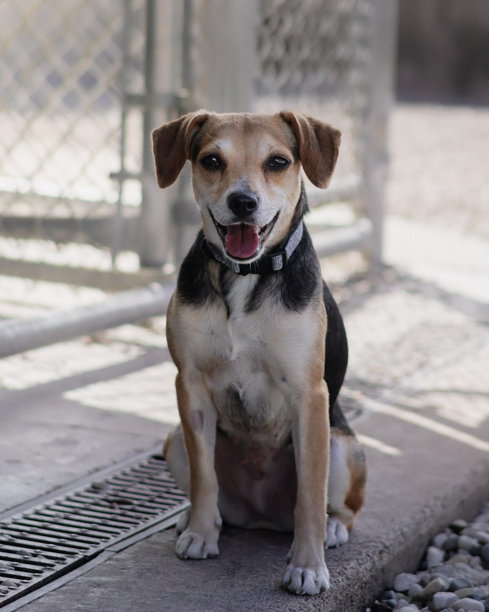 Cleo, Adopted, Adult Female Beagle & Chihuahua.