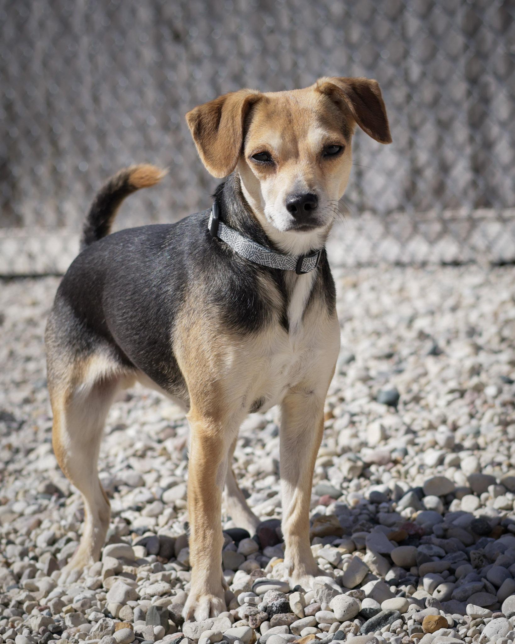 Enlarge Cleo, a Adopted mixed breed in St. Ignace, MI image 2/2