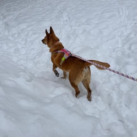 Alani — thumbnail 5