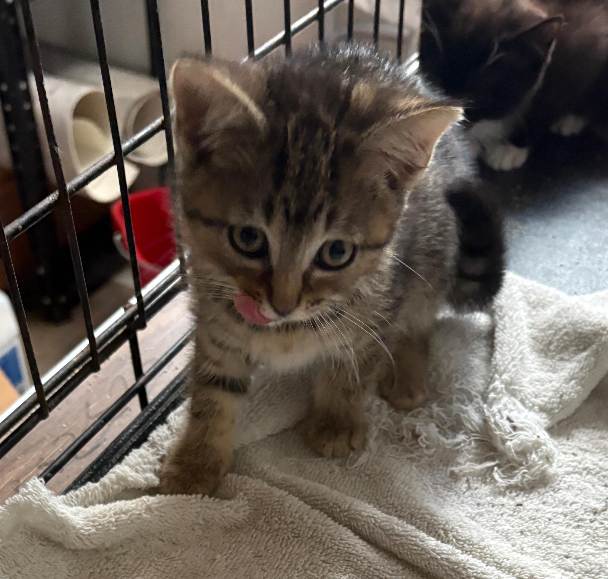 Himalayan,  Tabby  and Black and White, an adoptable Himalayan in Staunton, VA, 24402 | Photo Image 5