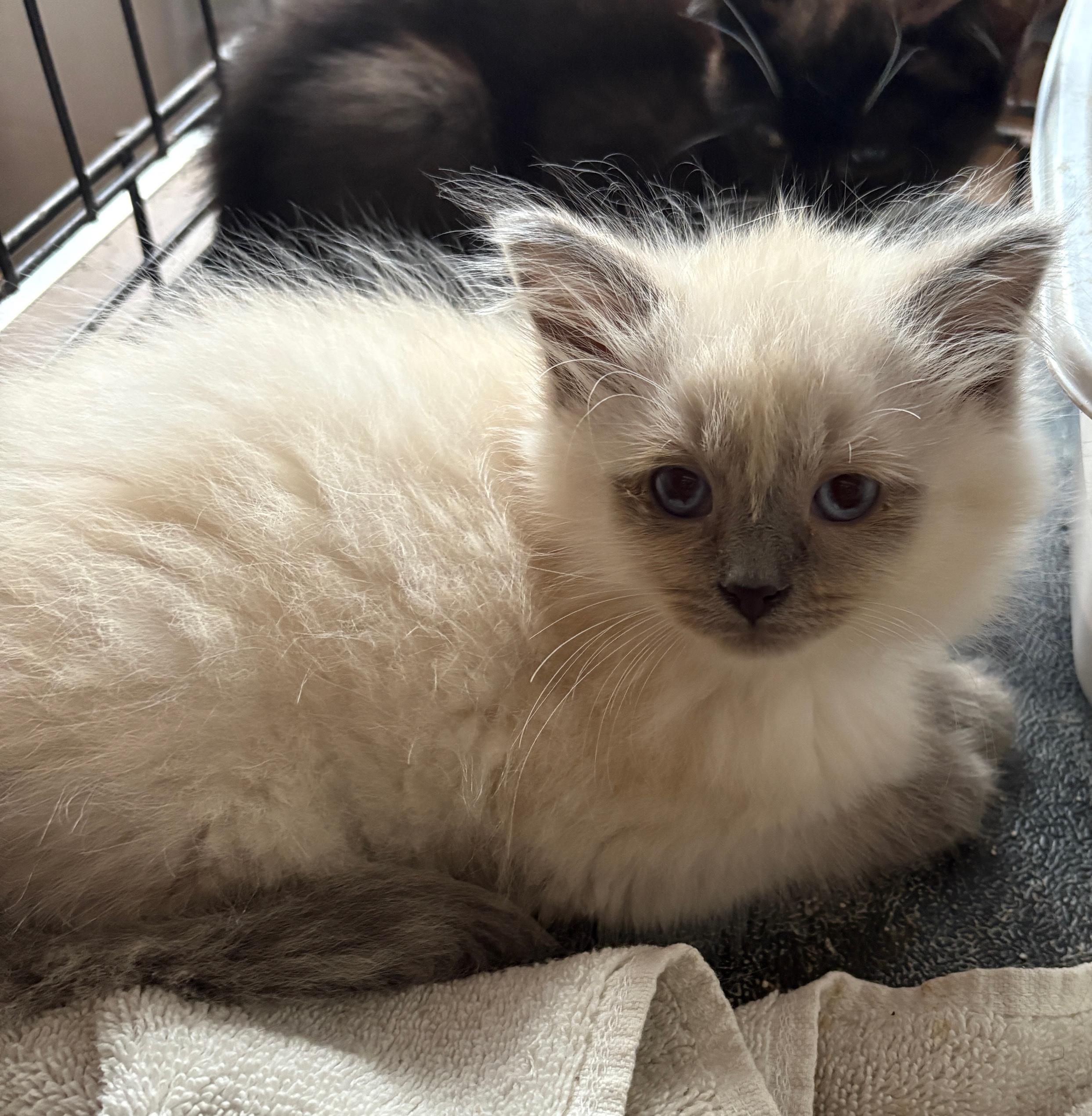 Himalayan,  Tabby  and Black and White, an adoptable Himalayan in Staunton, VA, 24402 | Photo Image 1