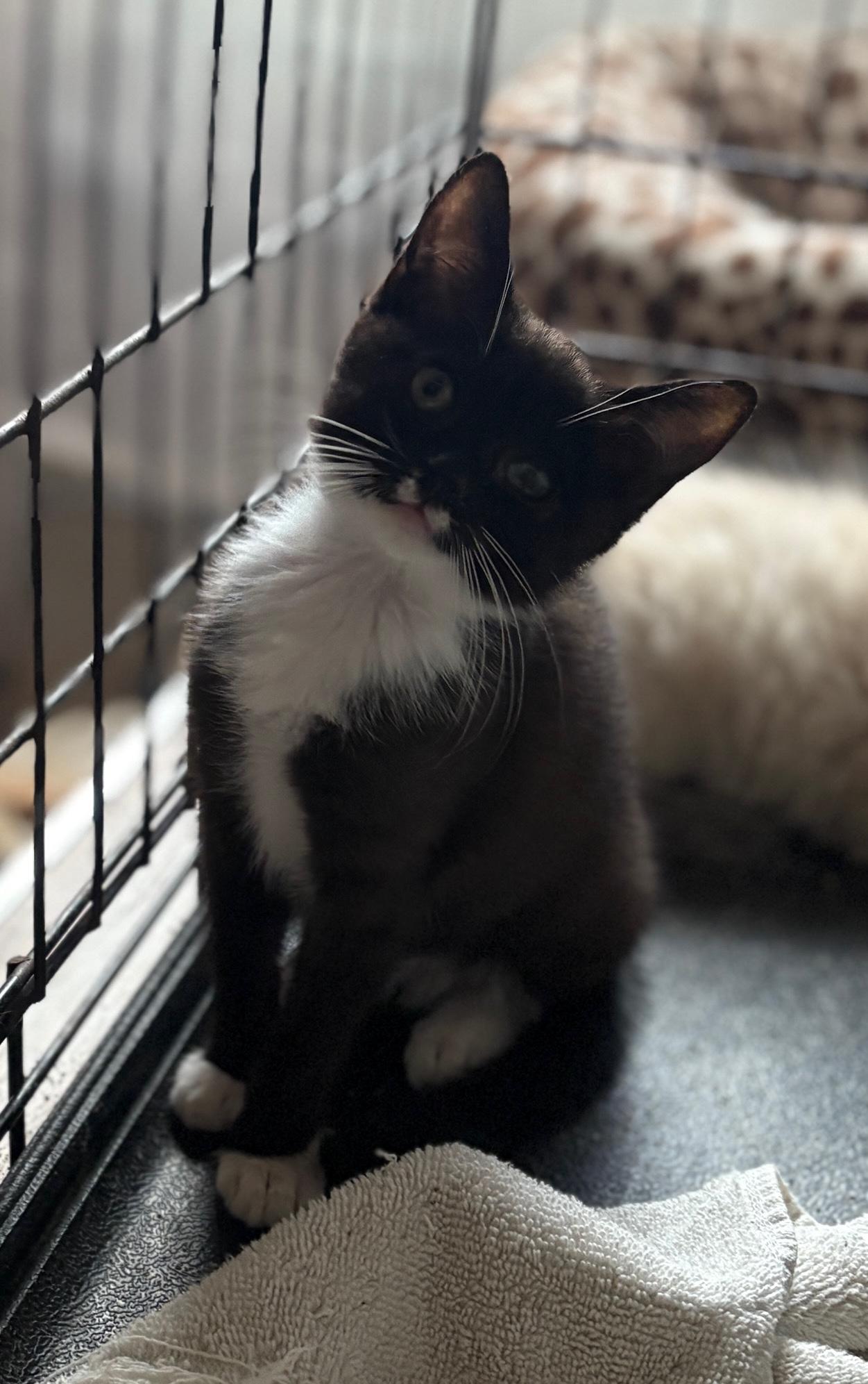 Himalayan,  Tabby  and Black and White, an adoptable Himalayan in Staunton, VA, 24402 | Photo Image 2