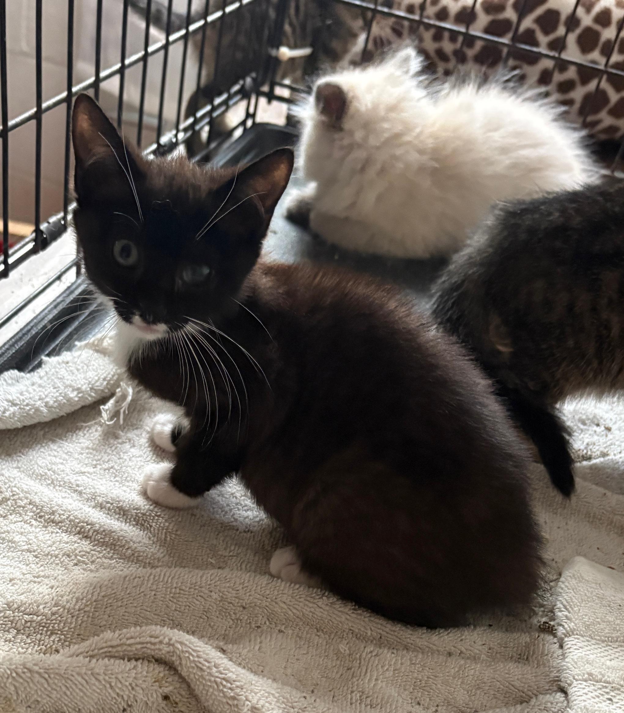 Himalayan,  Tabby  and Black and White, an adoptable Himalayan in Staunton, VA, 24402 | Photo Image 3