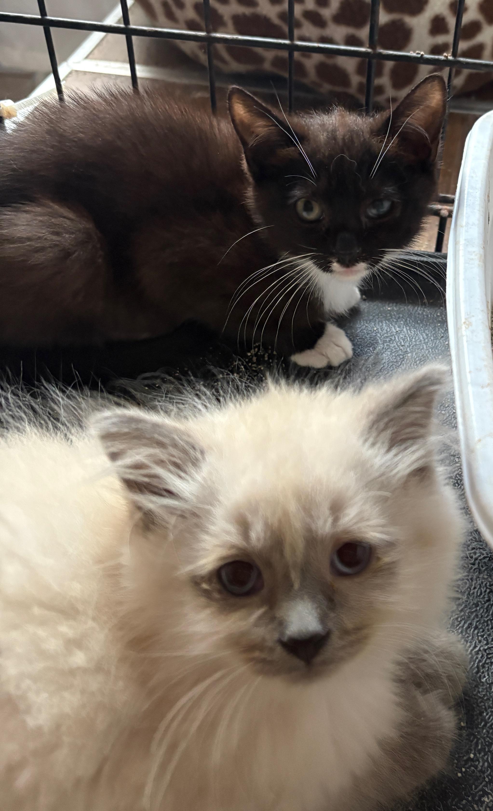 Himalayan,  Tabby  and Black and White, an adoptable Himalayan in Staunton, VA, 24402 | Photo Image 4