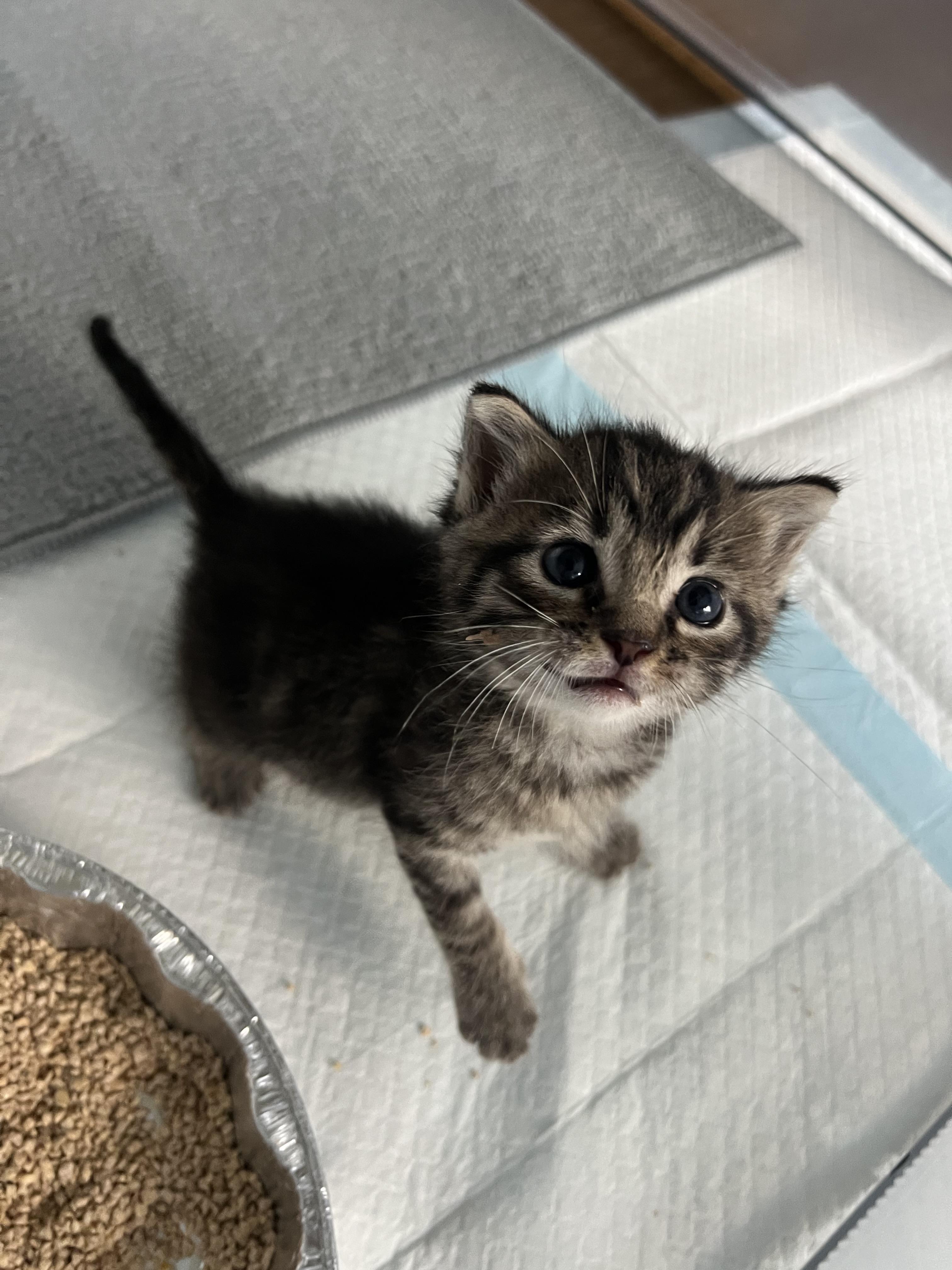 Enlarge Vey, a Adopted Domestic Short Hair in Greensboro, NC image 1/1
