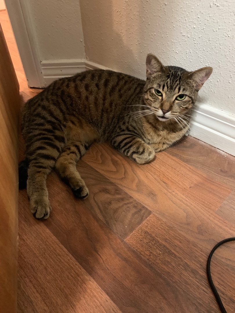Tigger, an adoptable American Shorthair, British Shorthair in New Orleans, LA, 70175 | Photo Image 1